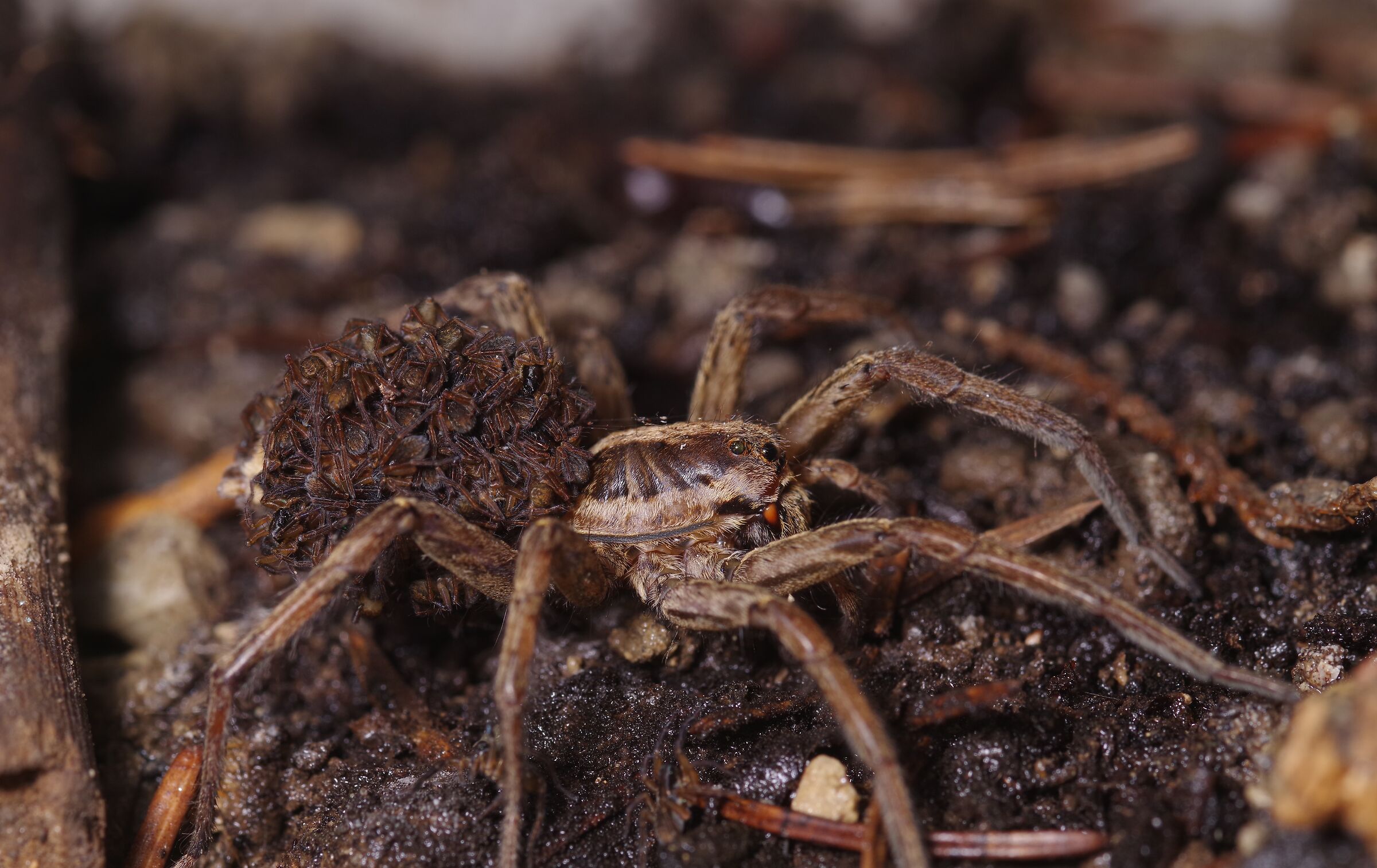 Maternità nel micromondo