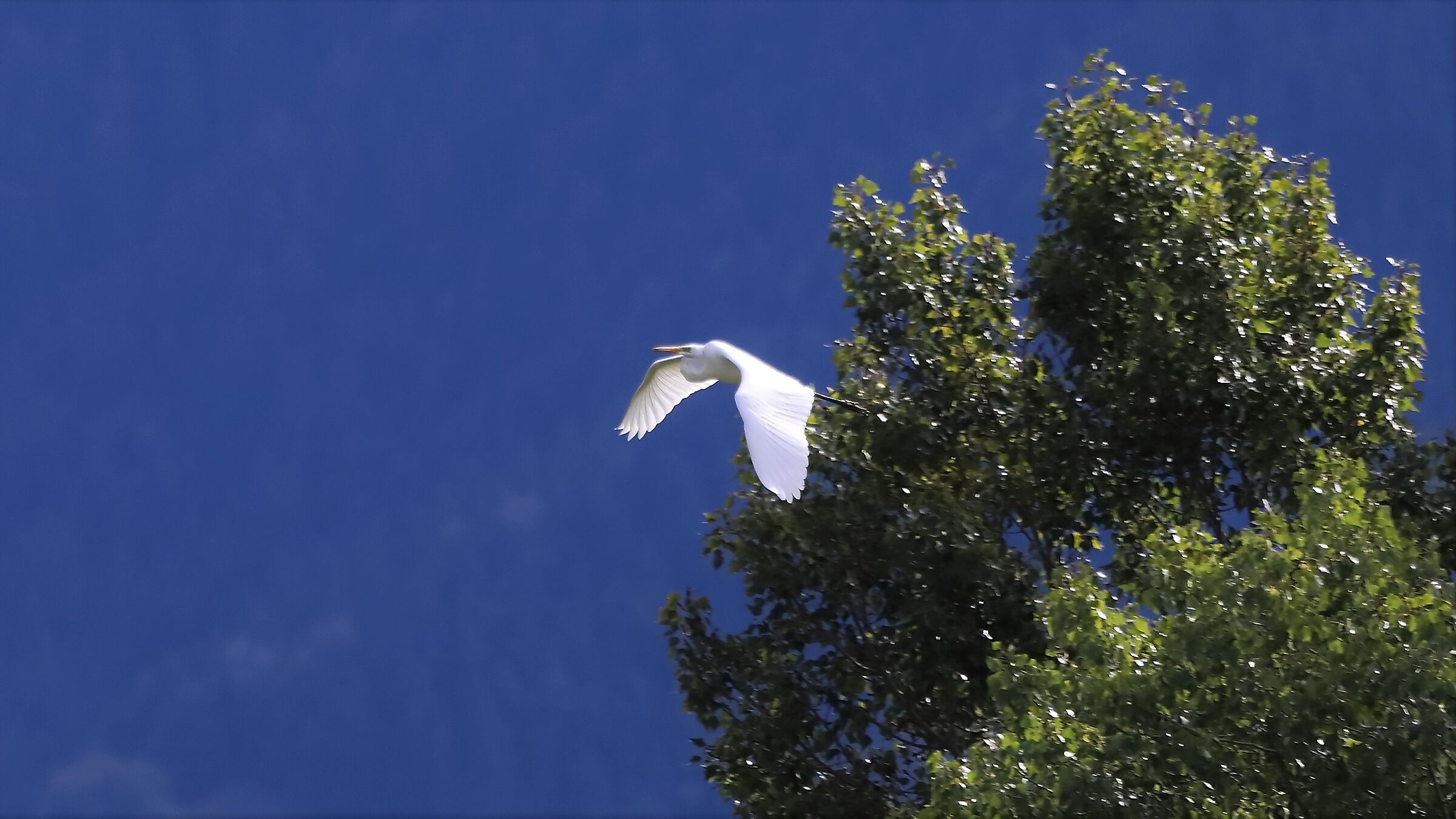 airone BM 26-09-2022