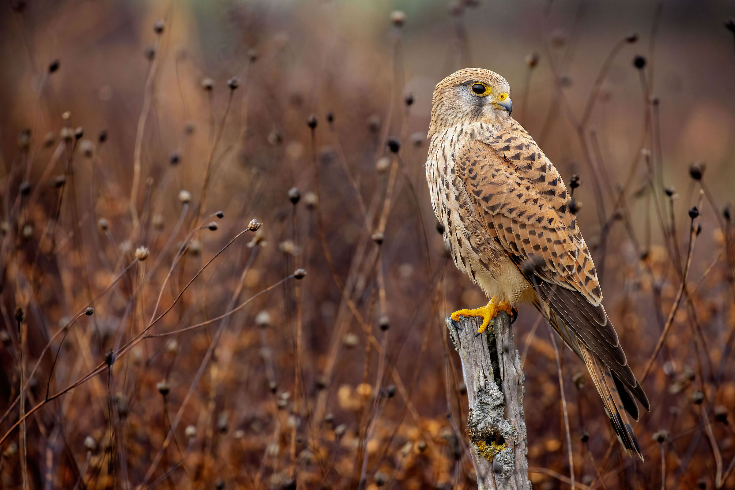 kestrel