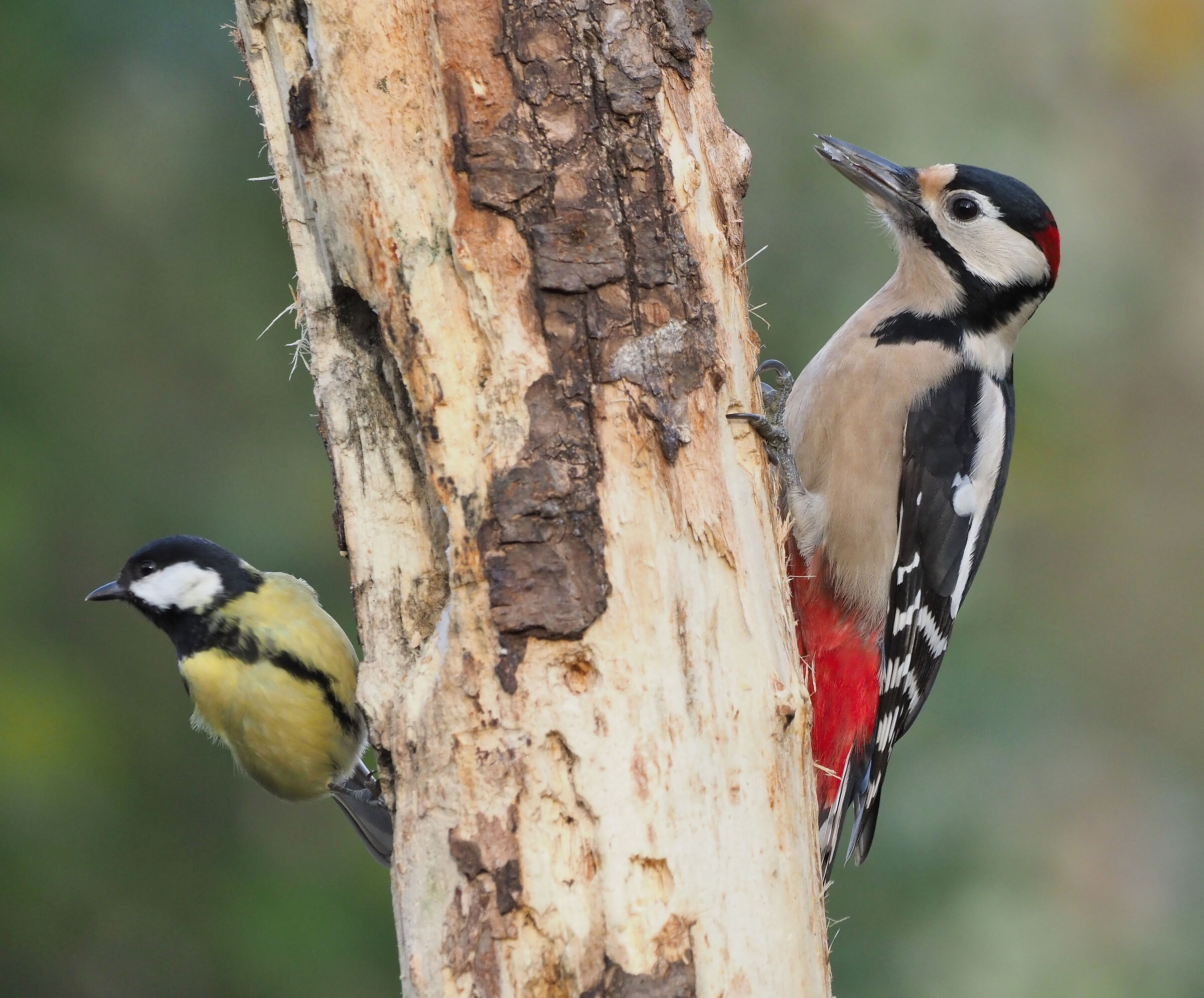 Woodpecker and