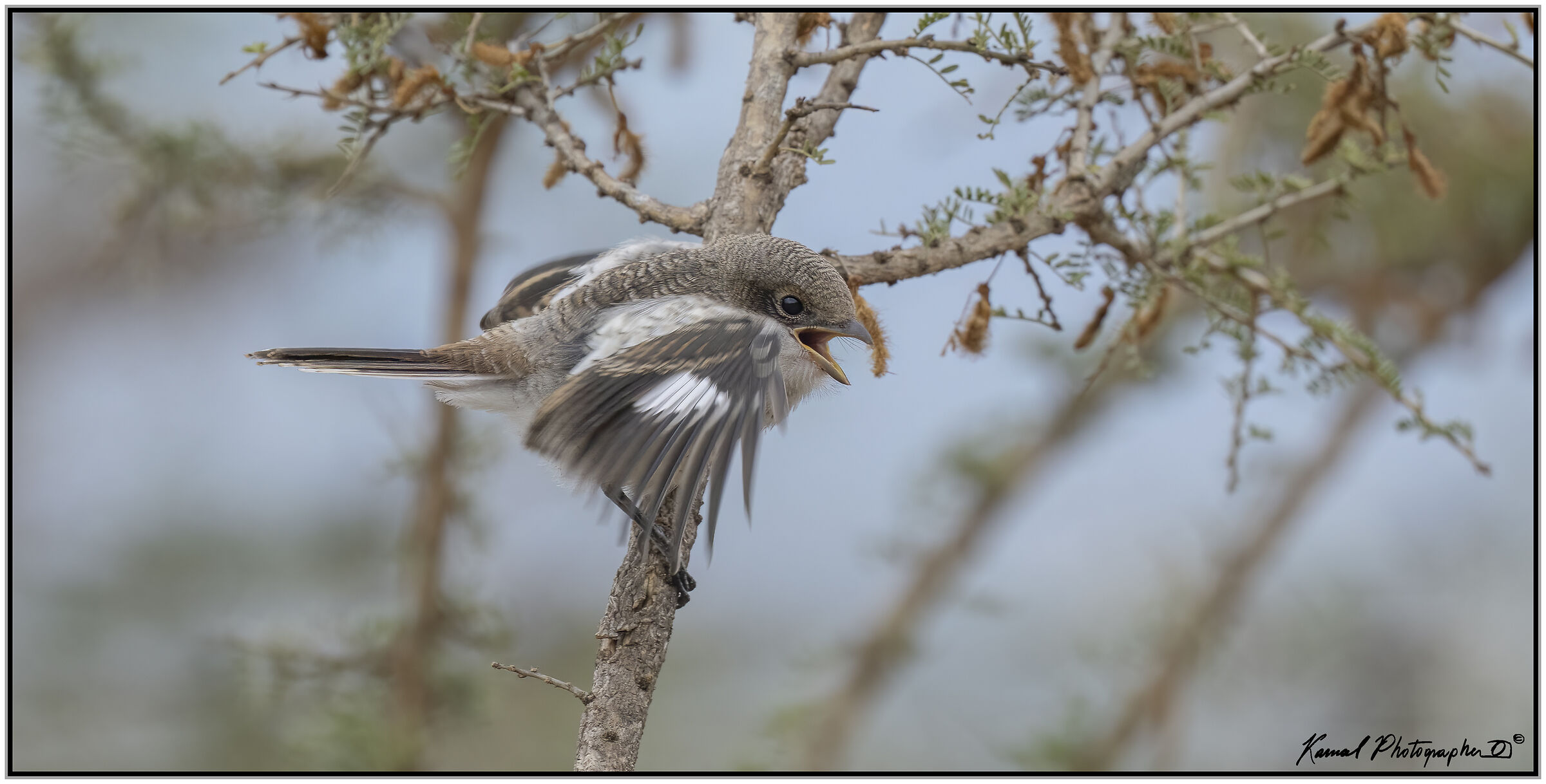 Lanius Humeralis (pullet)