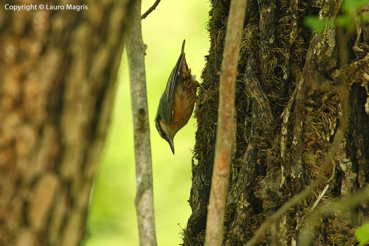 Mi nascondo come un Ninjia