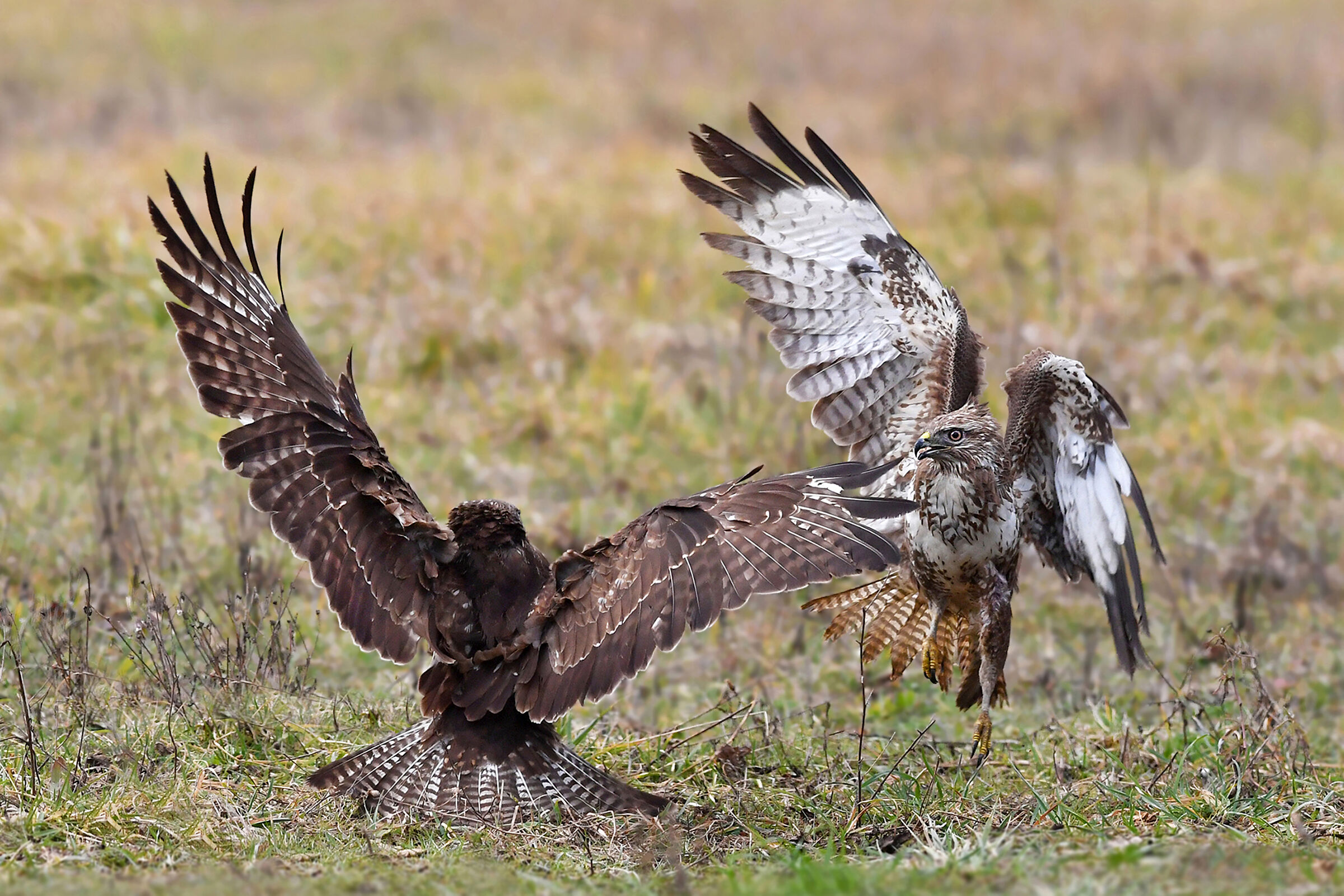 Battaglia sul terreno  (Poiana)
