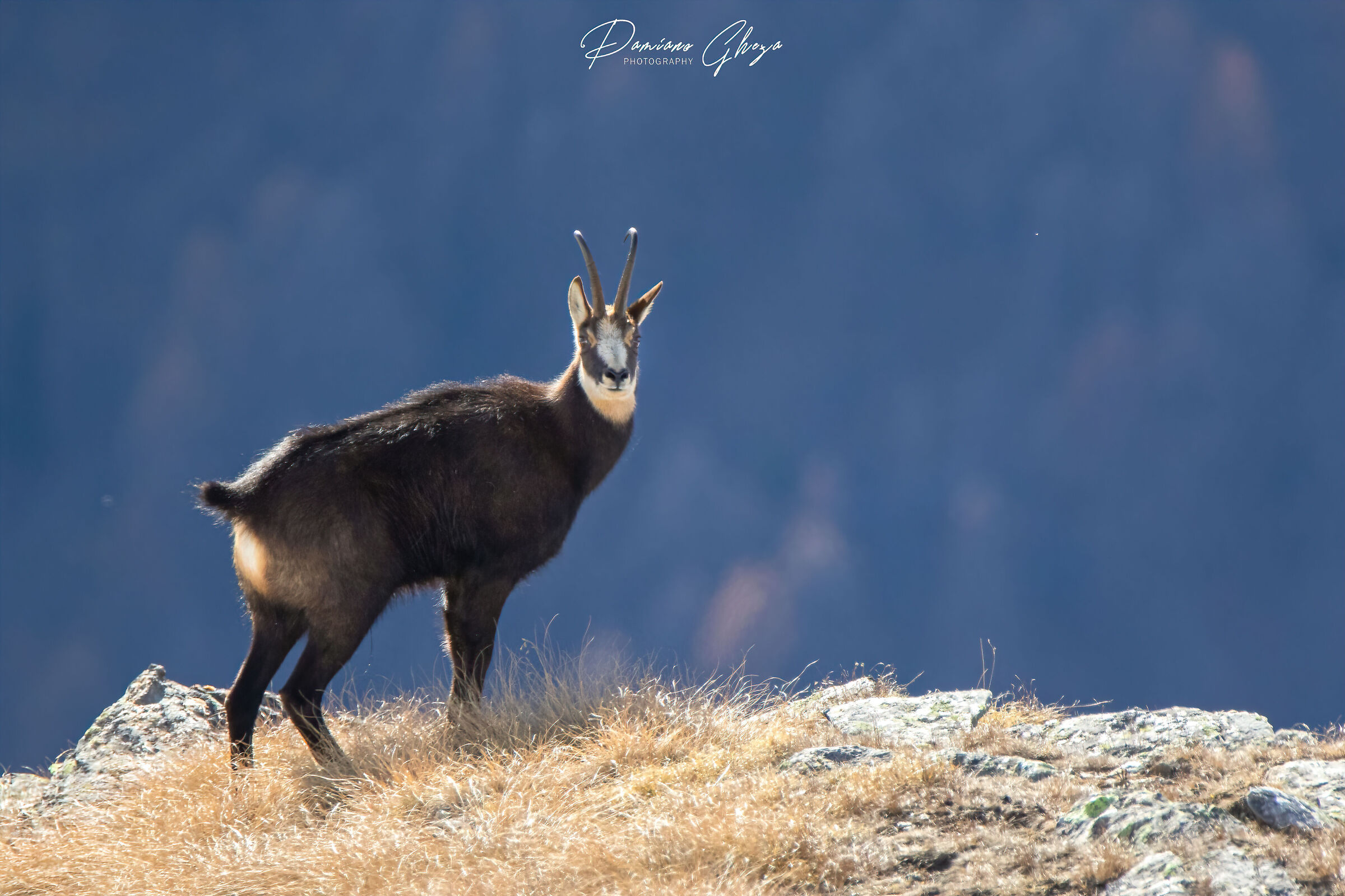 Chamois