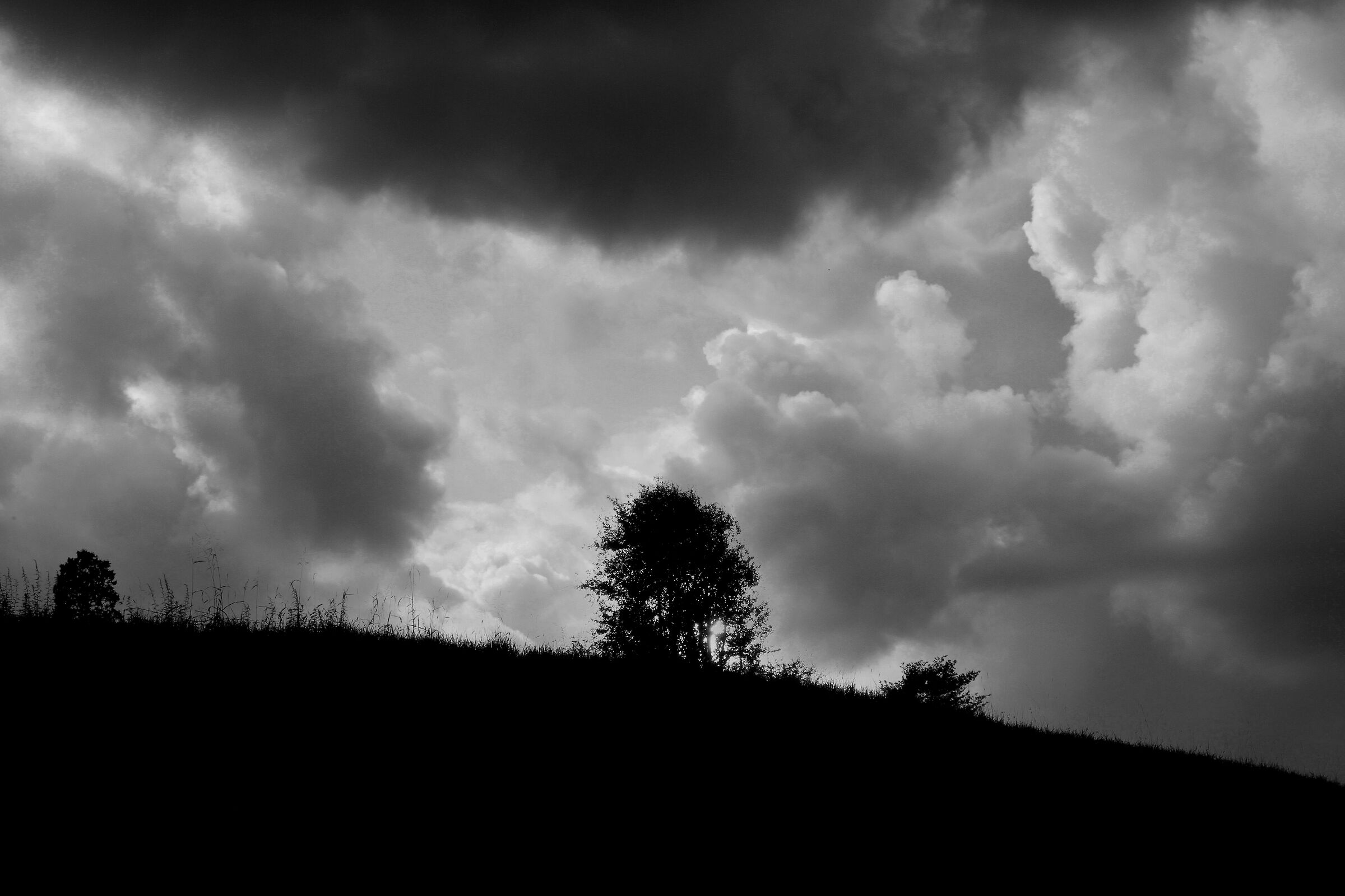 profli in controluce  3