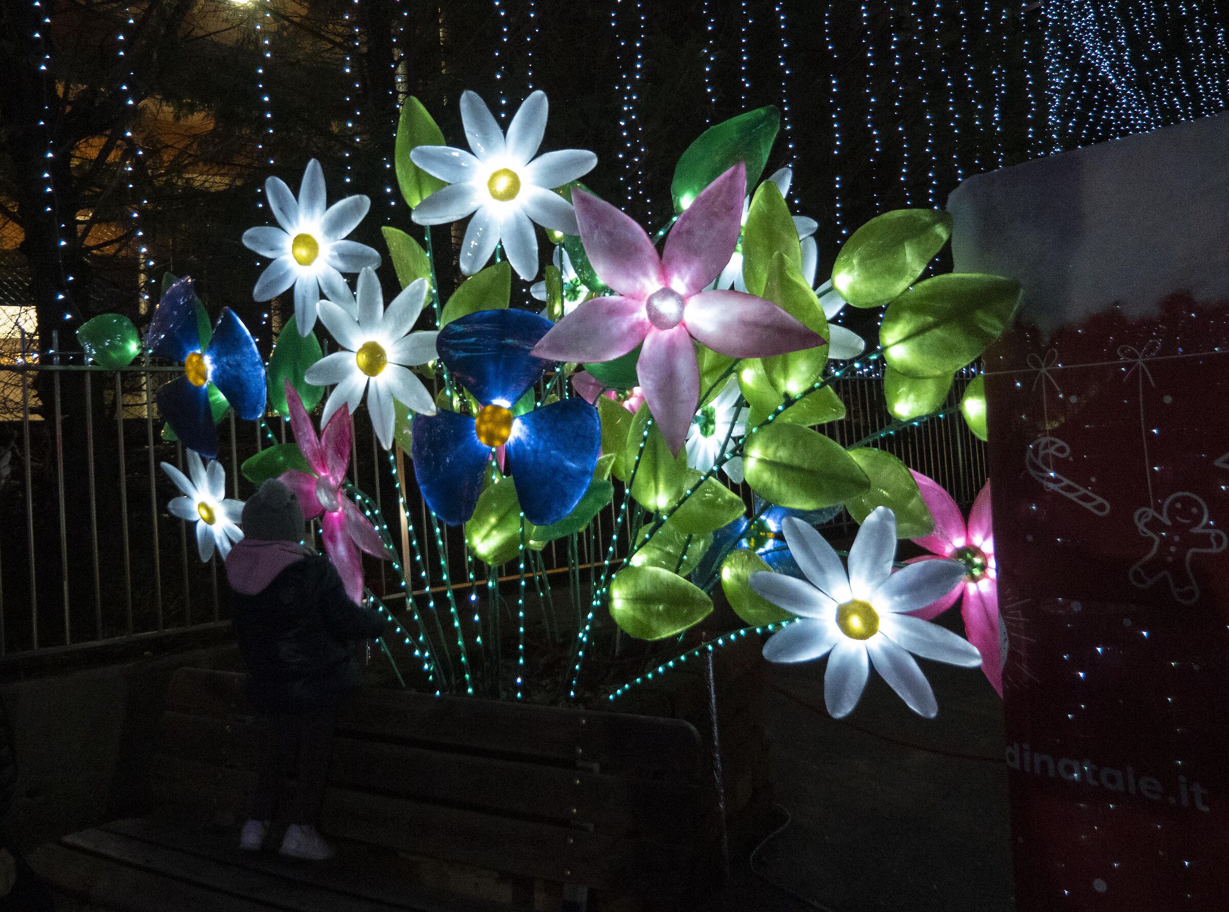 Lucine di Leggiuno VA