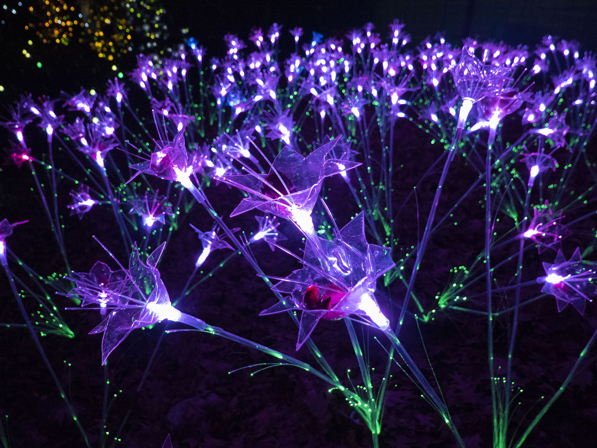 Lucine di Leggiuno VA