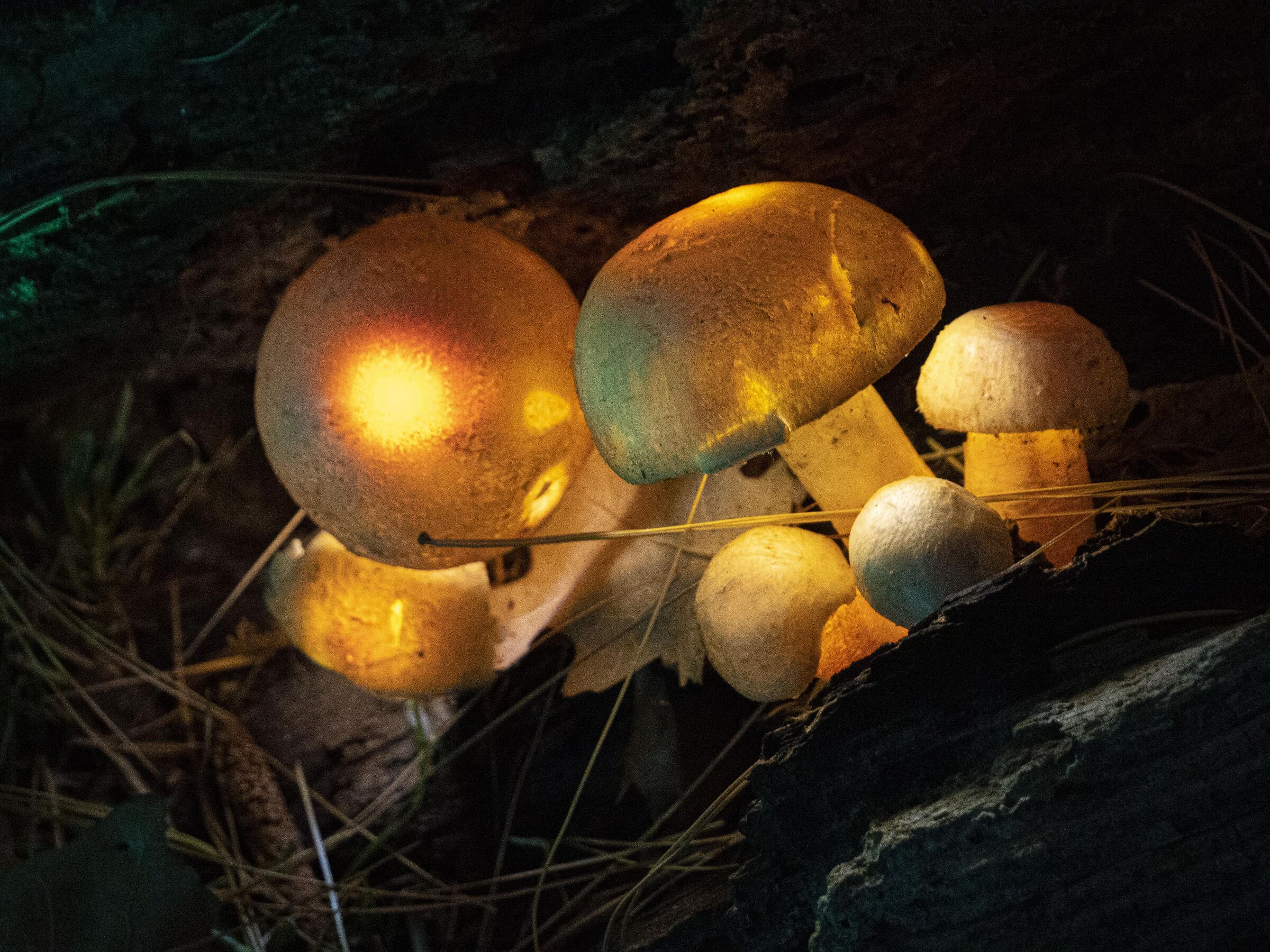 Lucine di Leggiuno VA