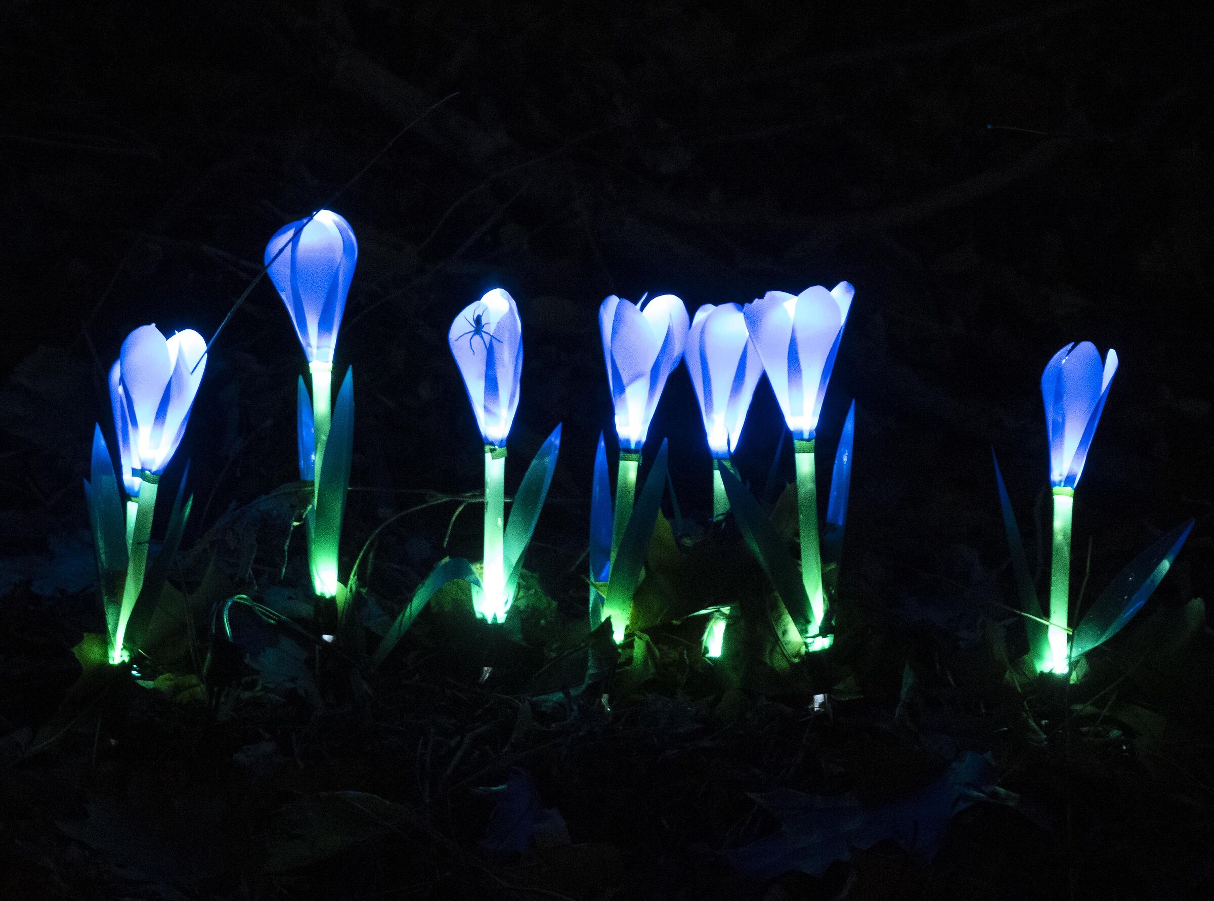 Lucine di Leggiuno VA