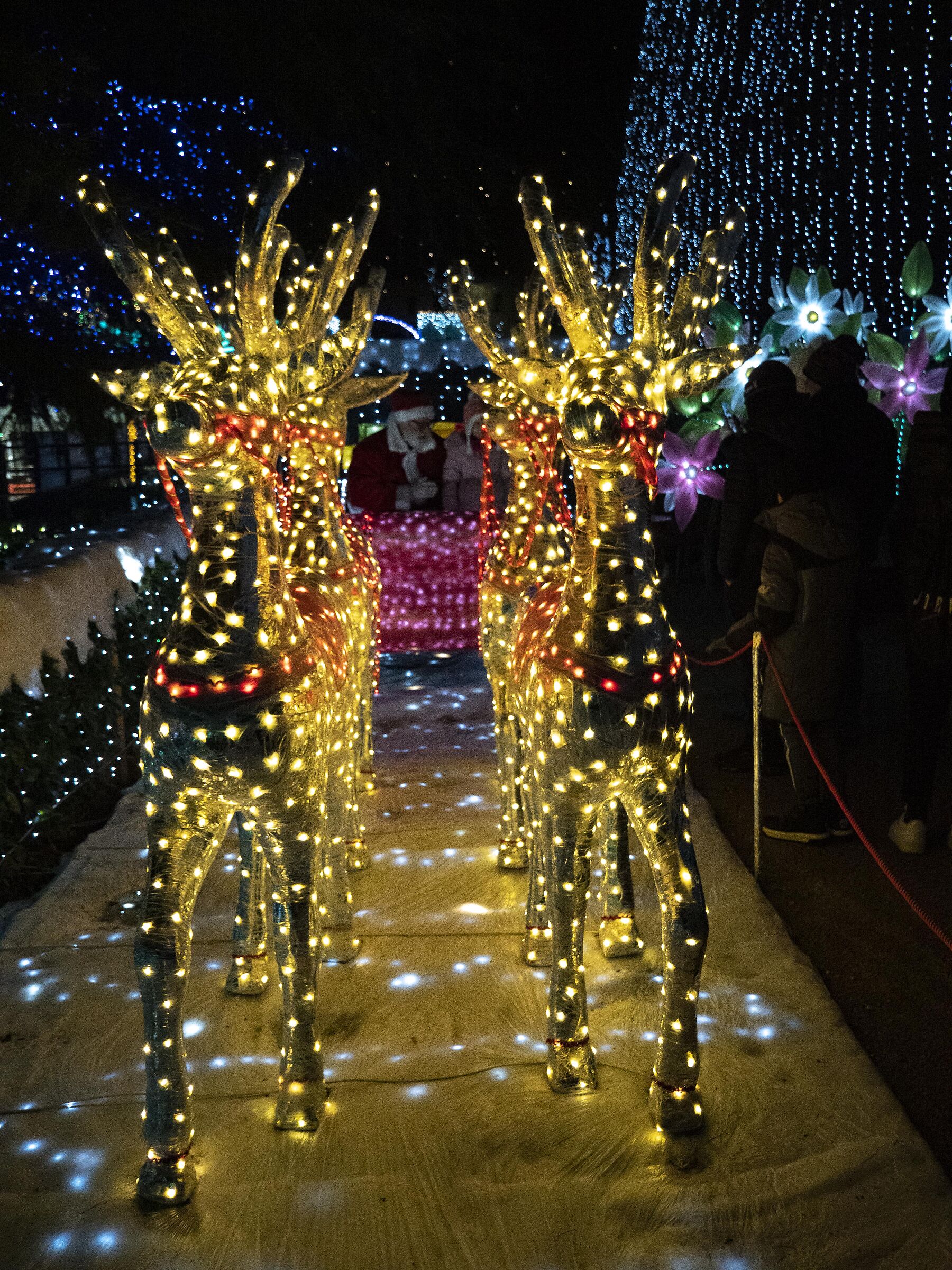 Lucine di Leggiuno VA