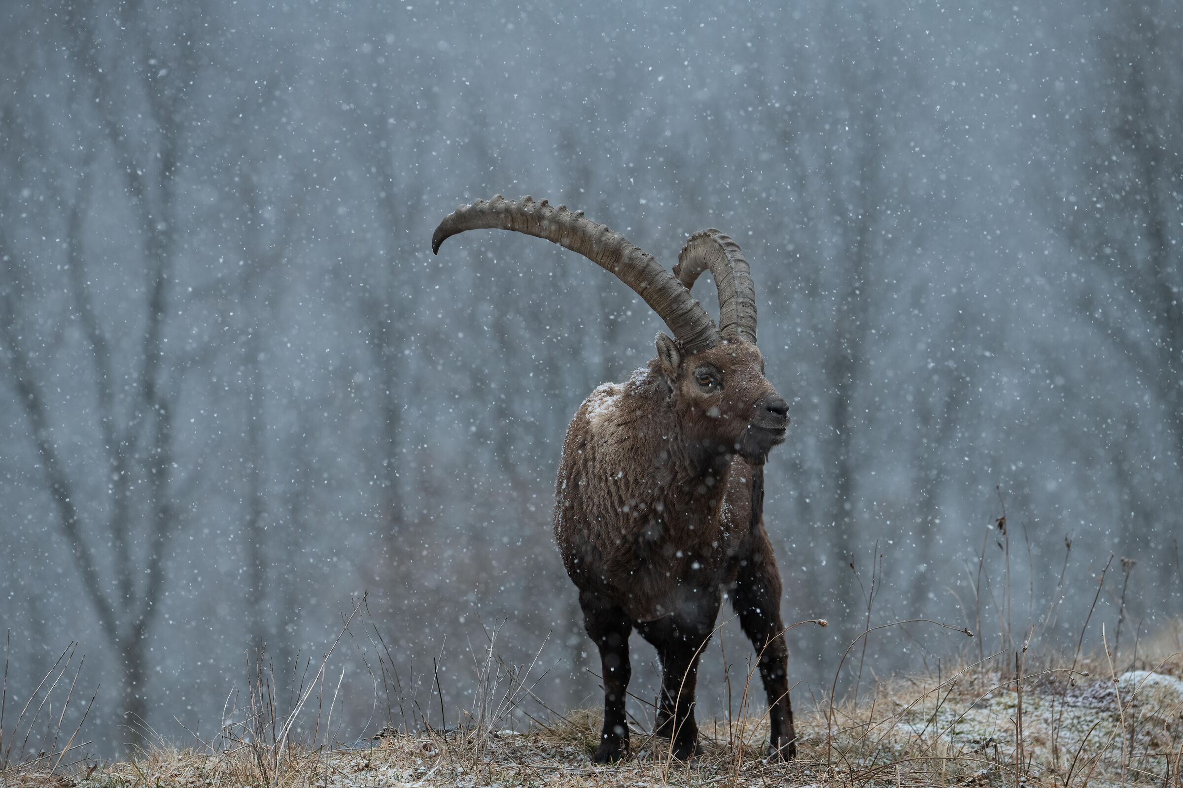 King Ibex