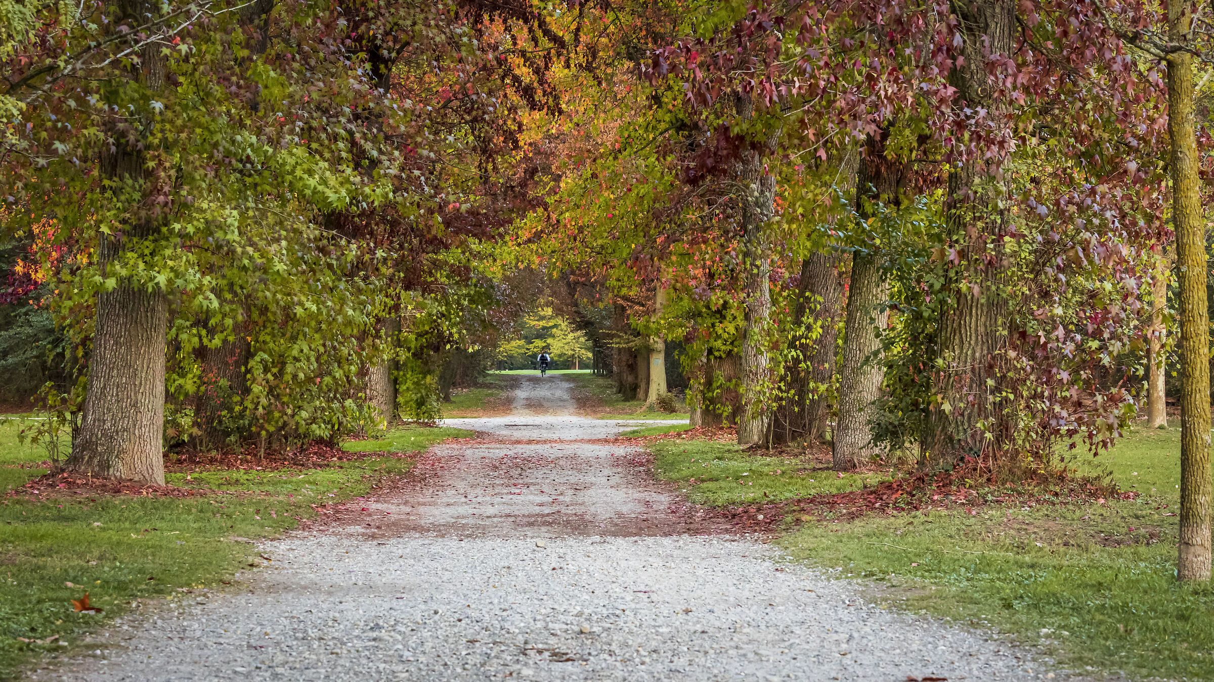 Viale autunnale