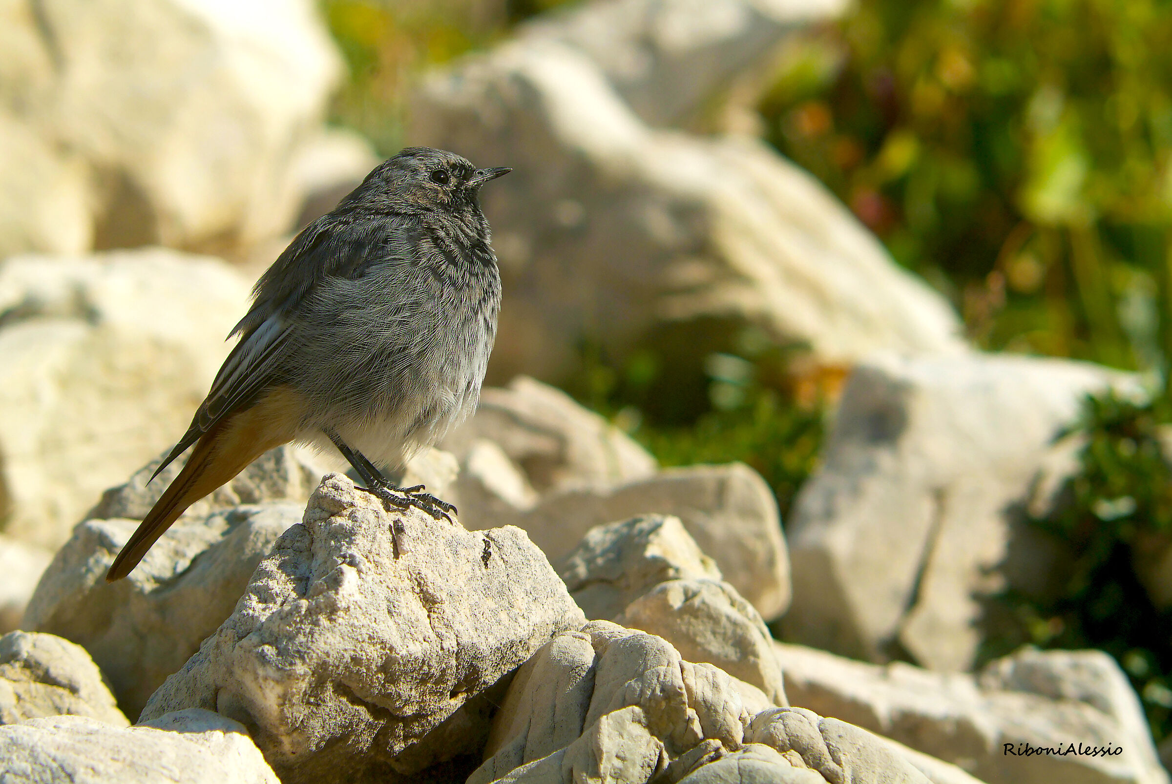 On the mountains of Gran Sasso