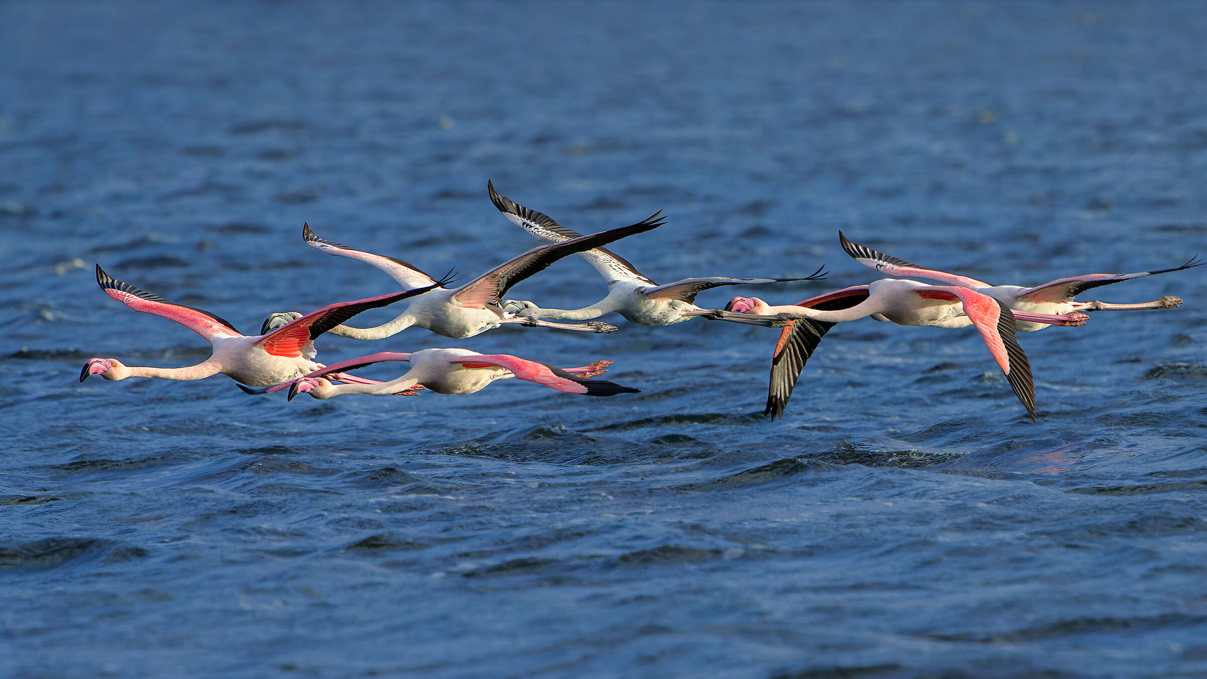 Fenicotteri sul lago