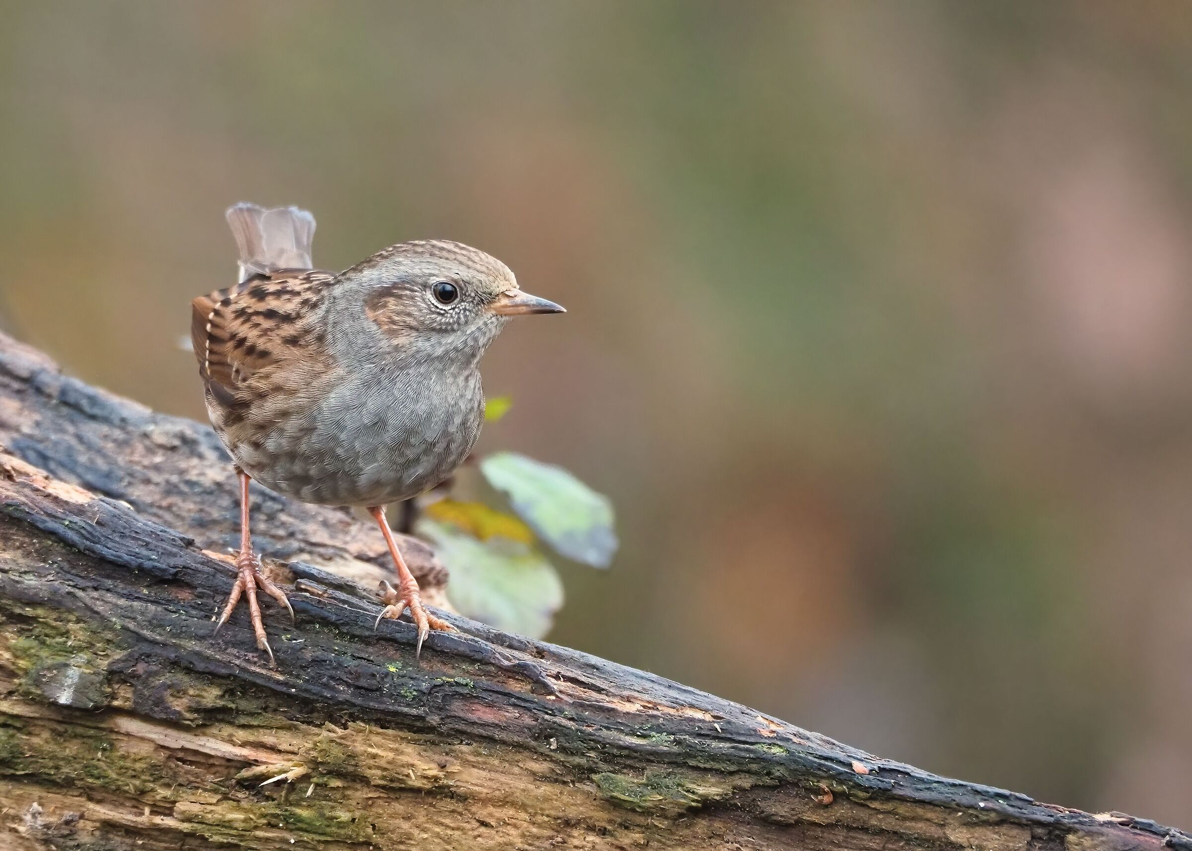 Dunnock