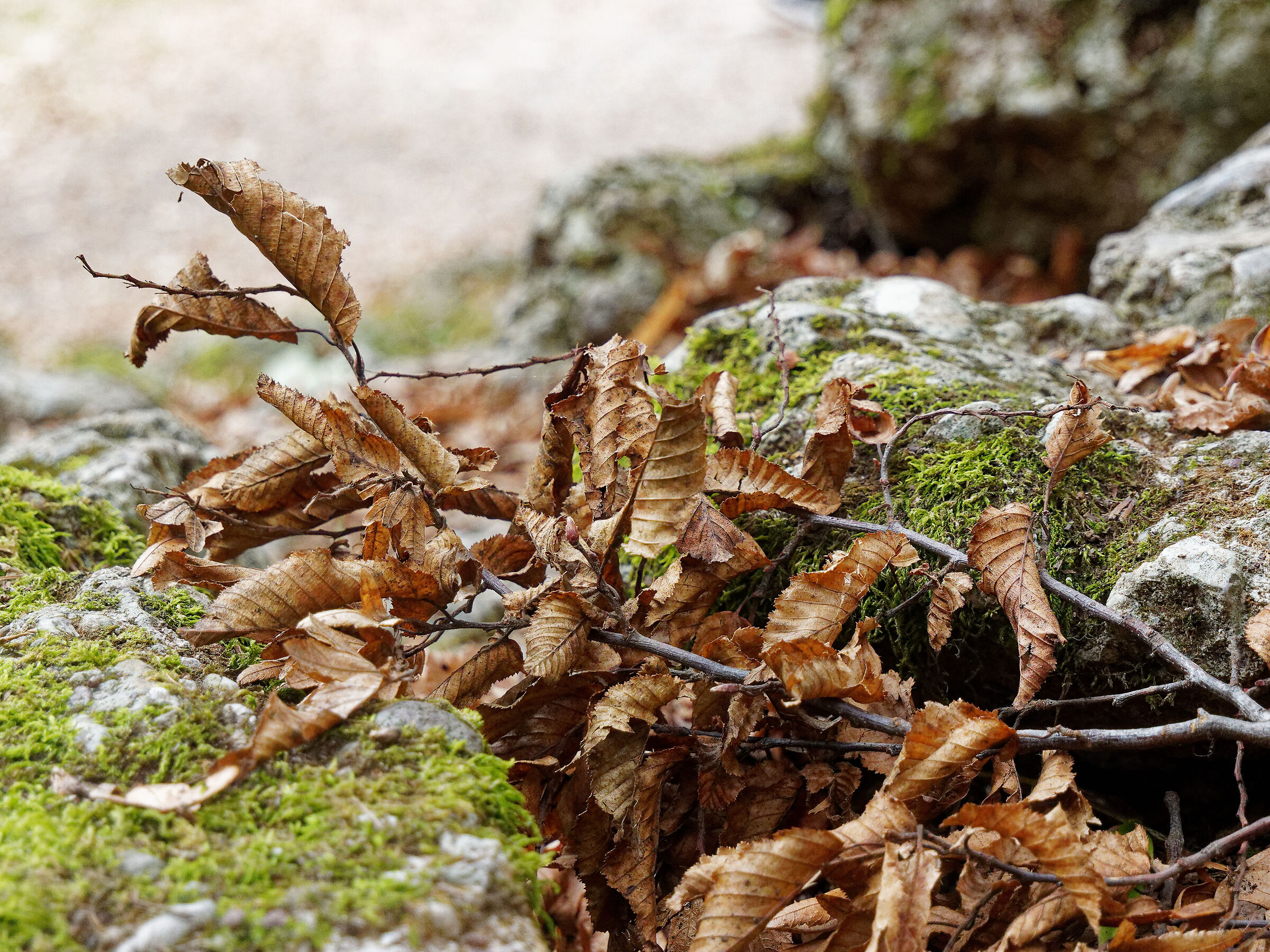 Lumix 12-60 f3.5-5.6