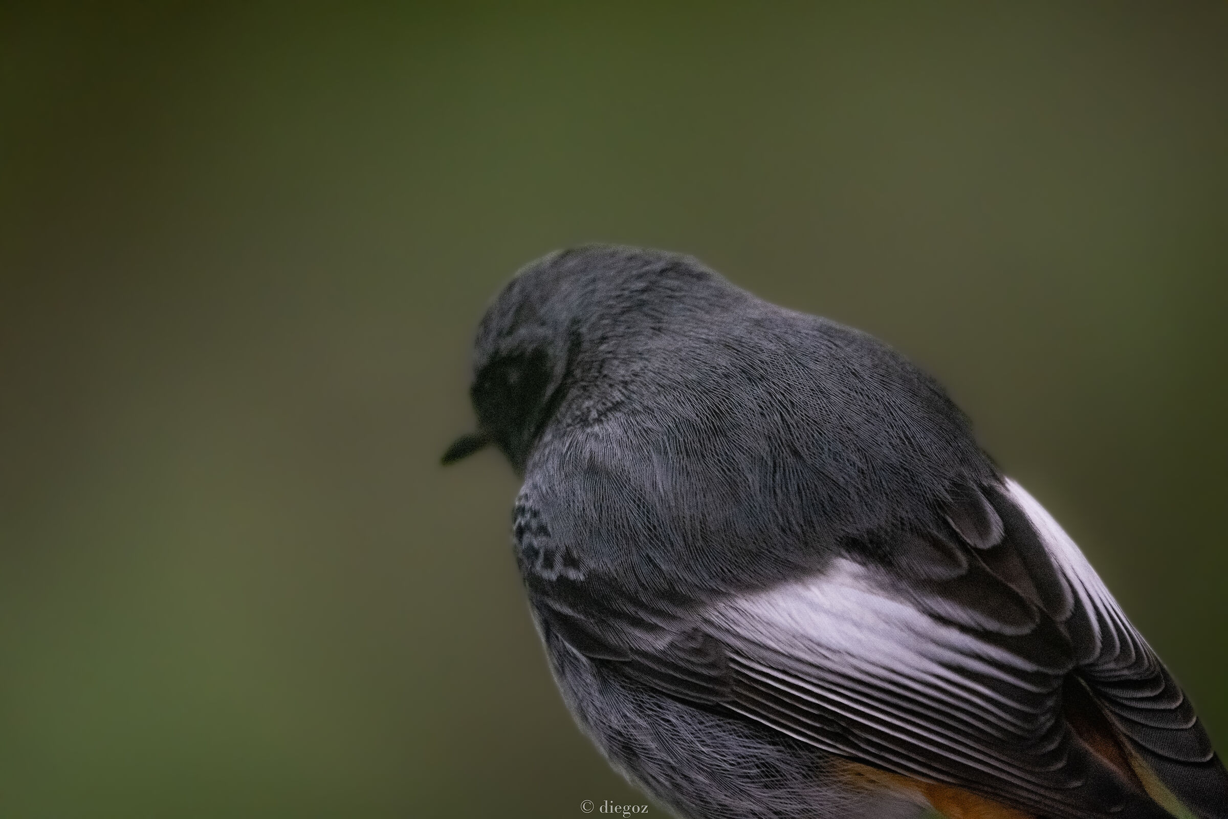 riflessioni volatili