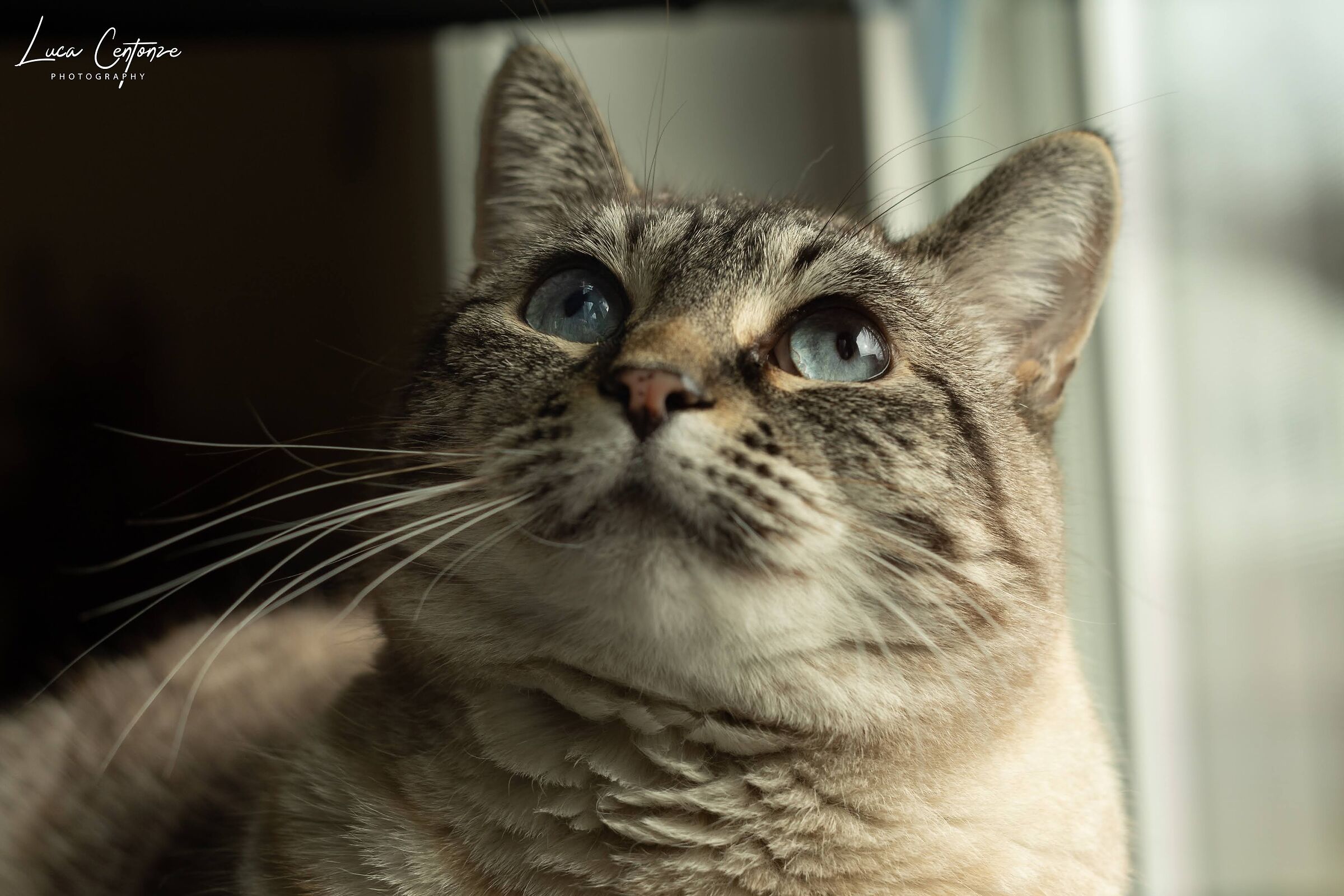 My beautiful cat (in fact her name is Bella!)
