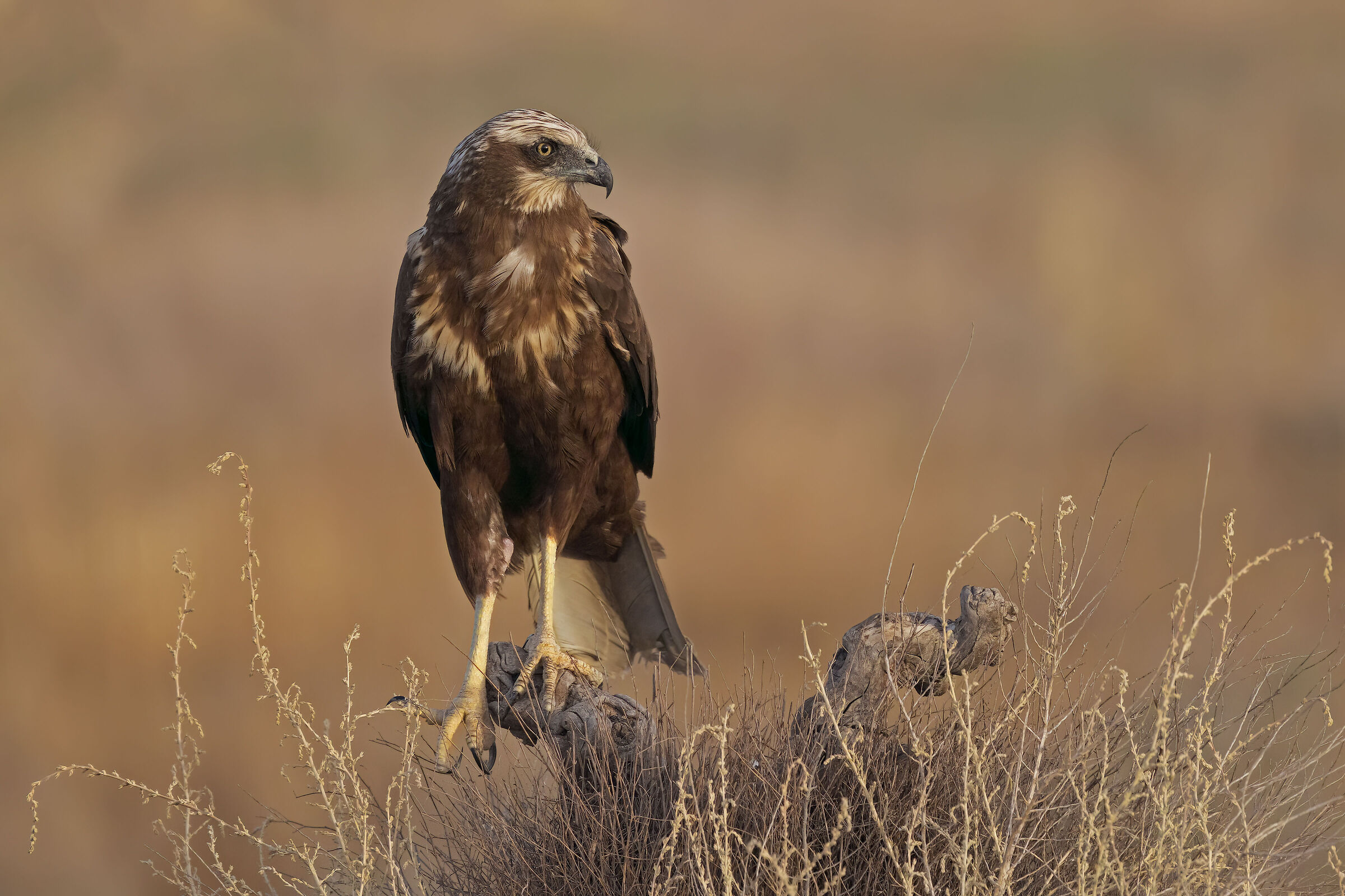 Marsh harrier