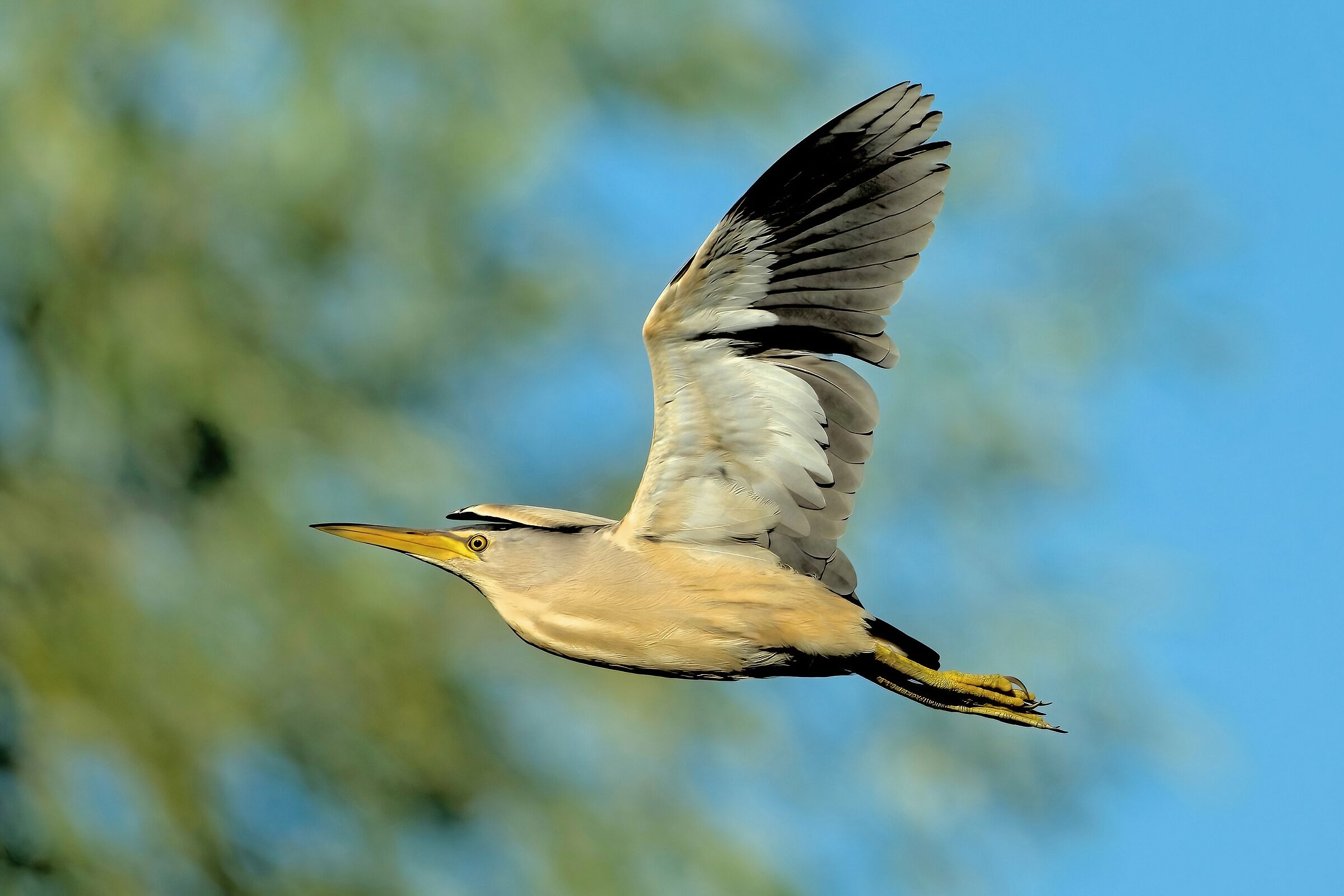 Tarabusino (Ixobrychus minutus)