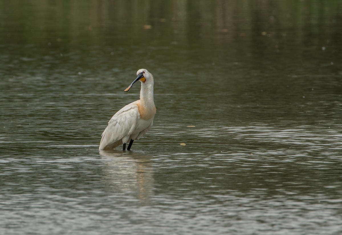 sono una spatola vivo a torrile...