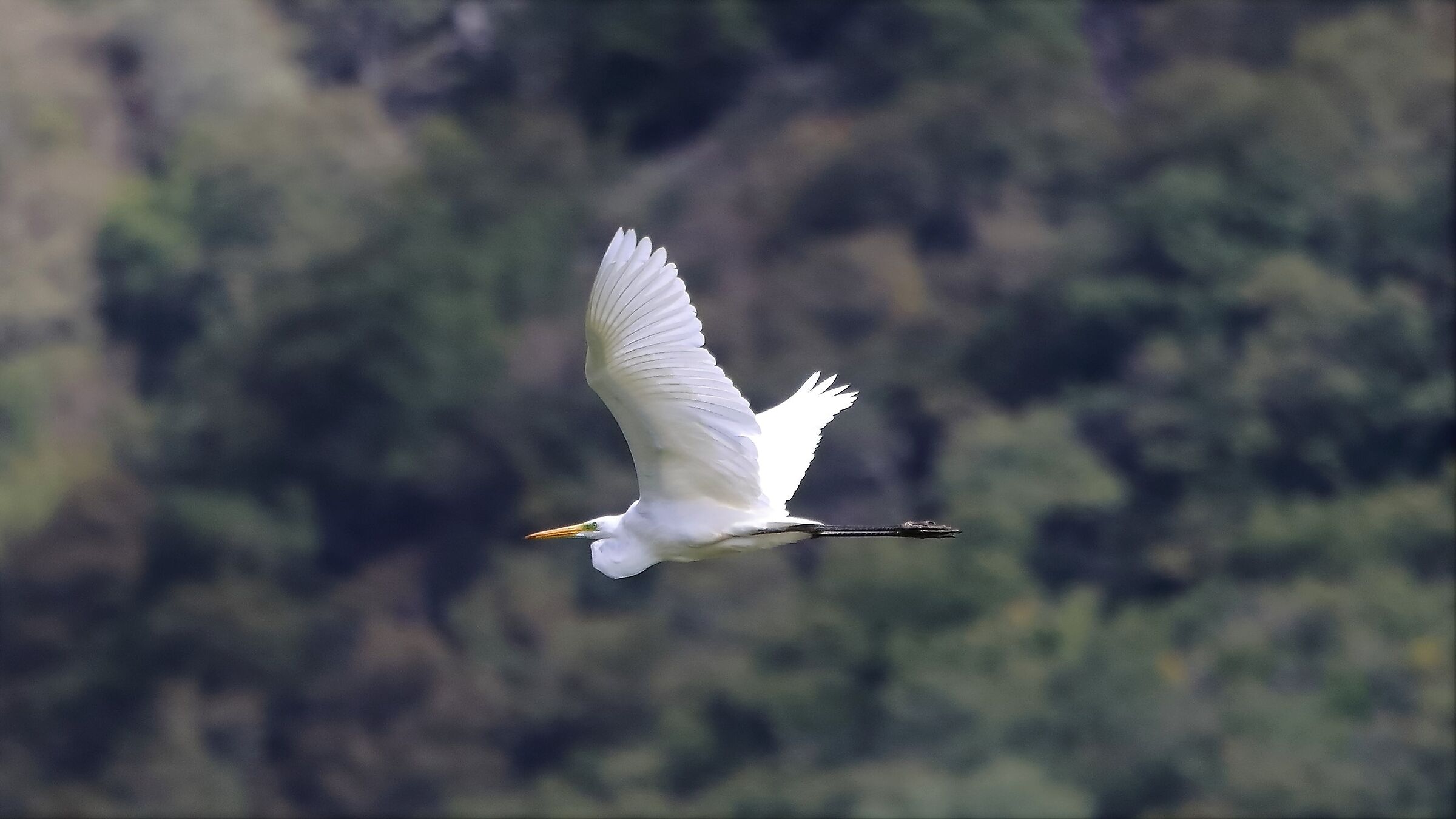 airone BM 26-09-2022