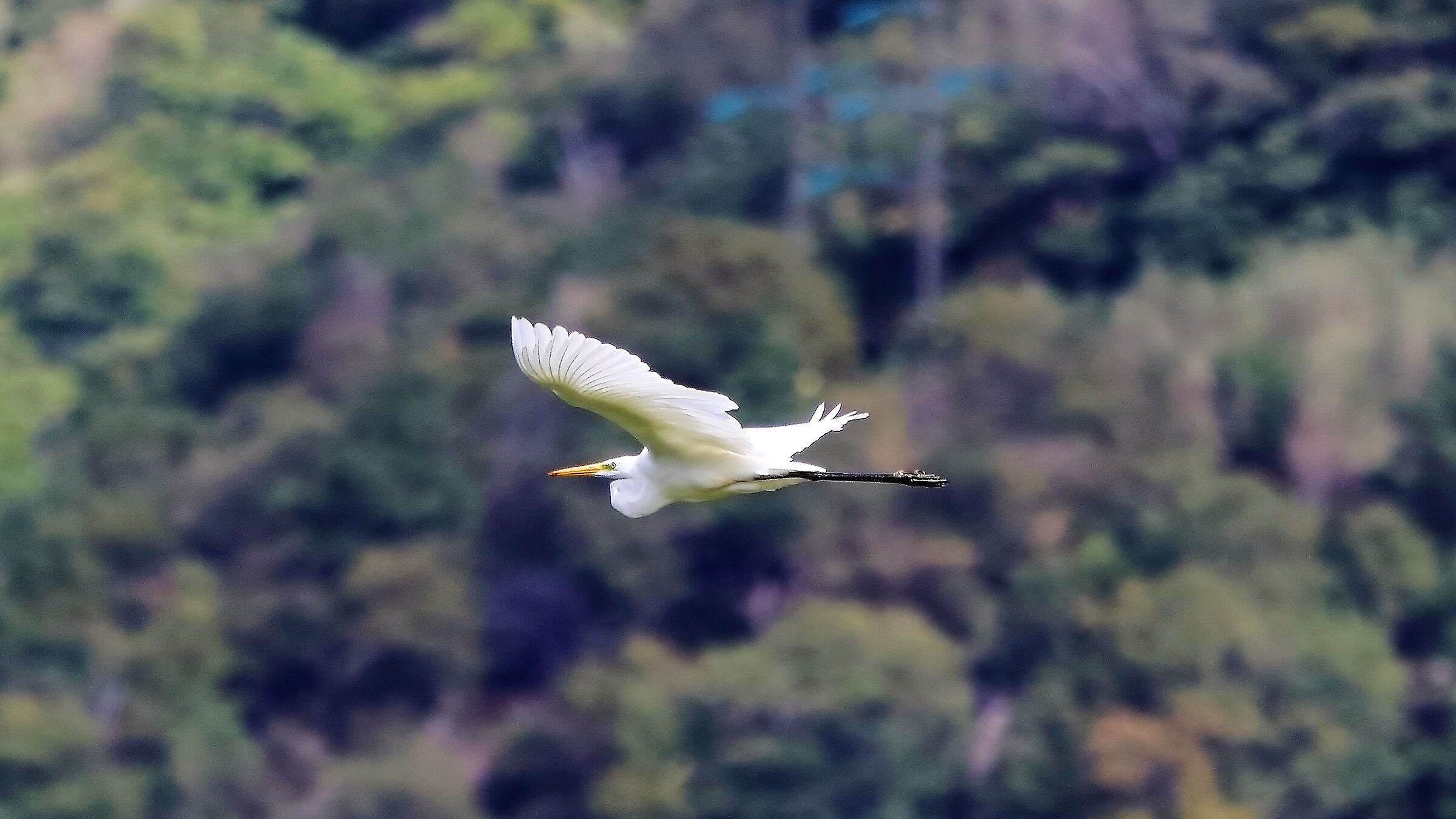 airone BM 26-09-2022