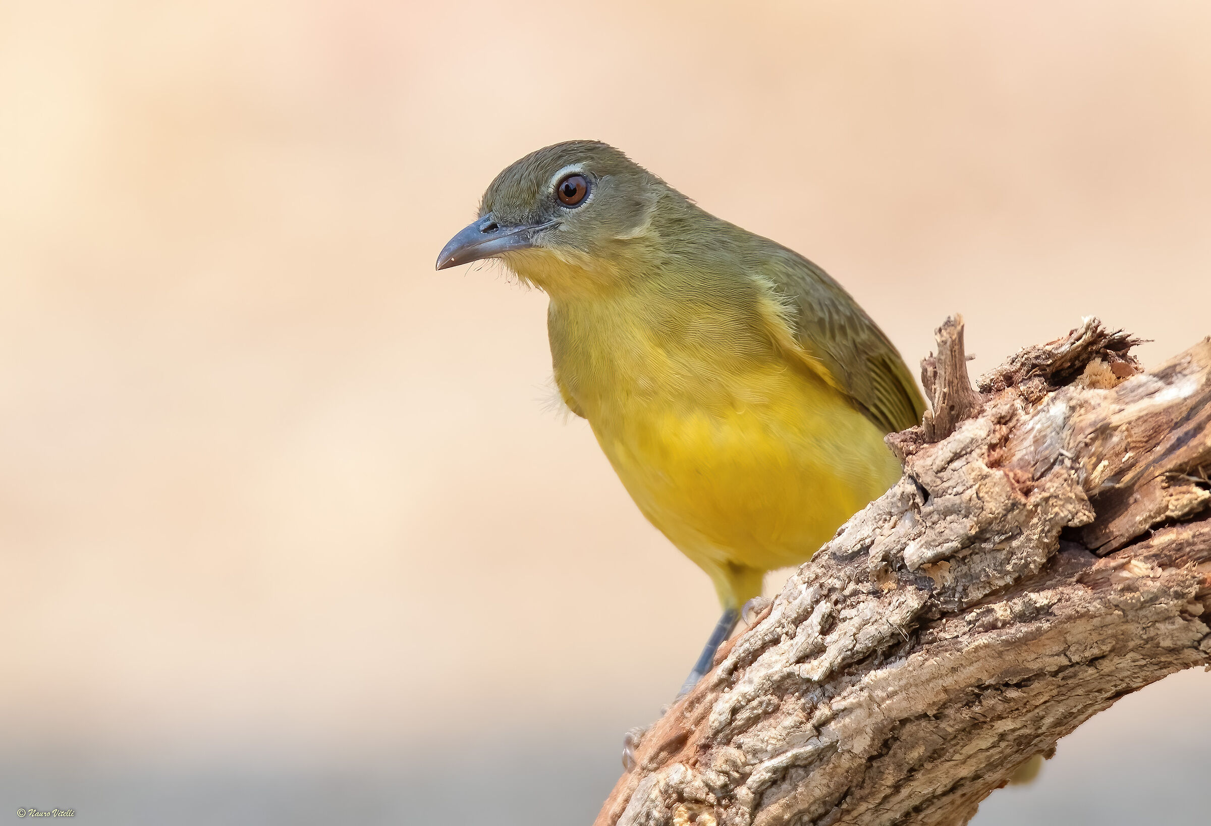 Bulverde belly (Chlorocichla flaviventris)Zambia