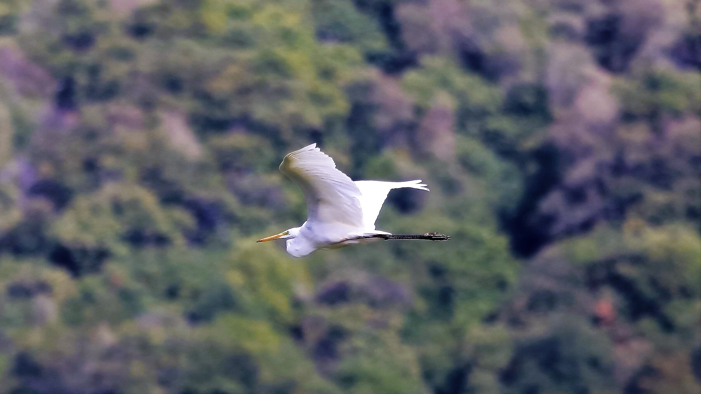 airone BM 26-09-2022