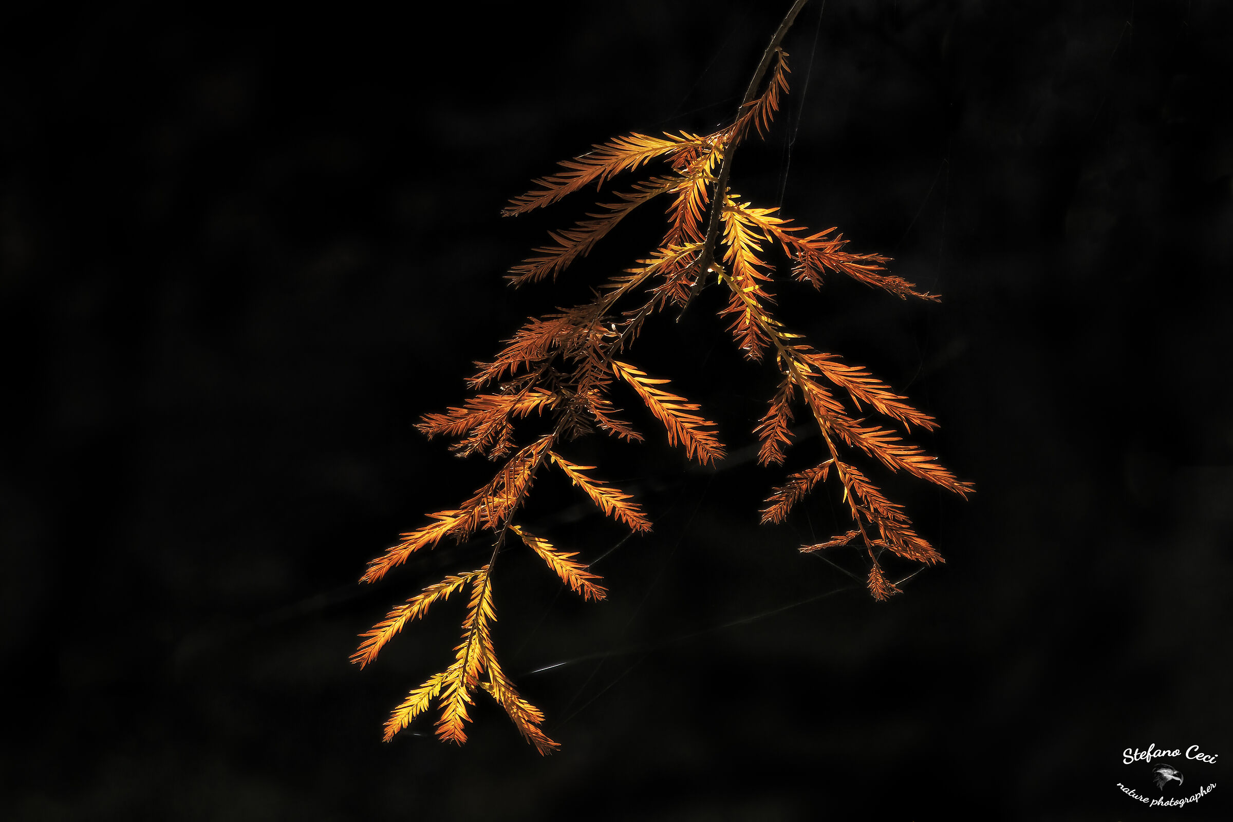 Taxodium Distichum