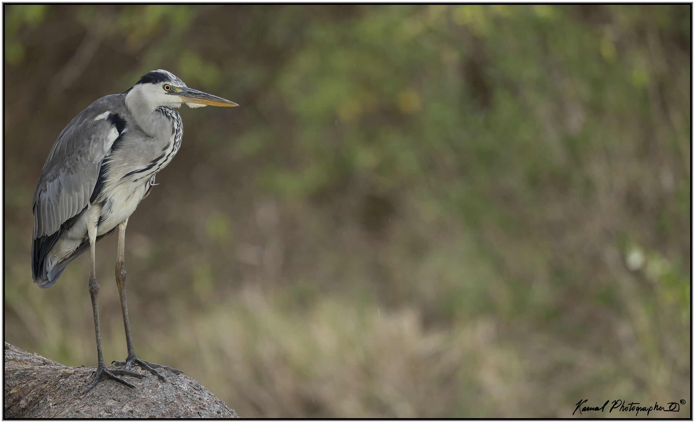 Ardea cinerea