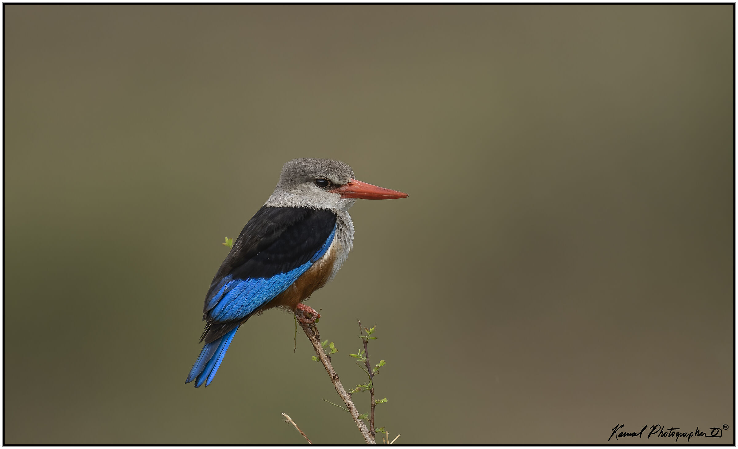 Kingfisher Grey Head