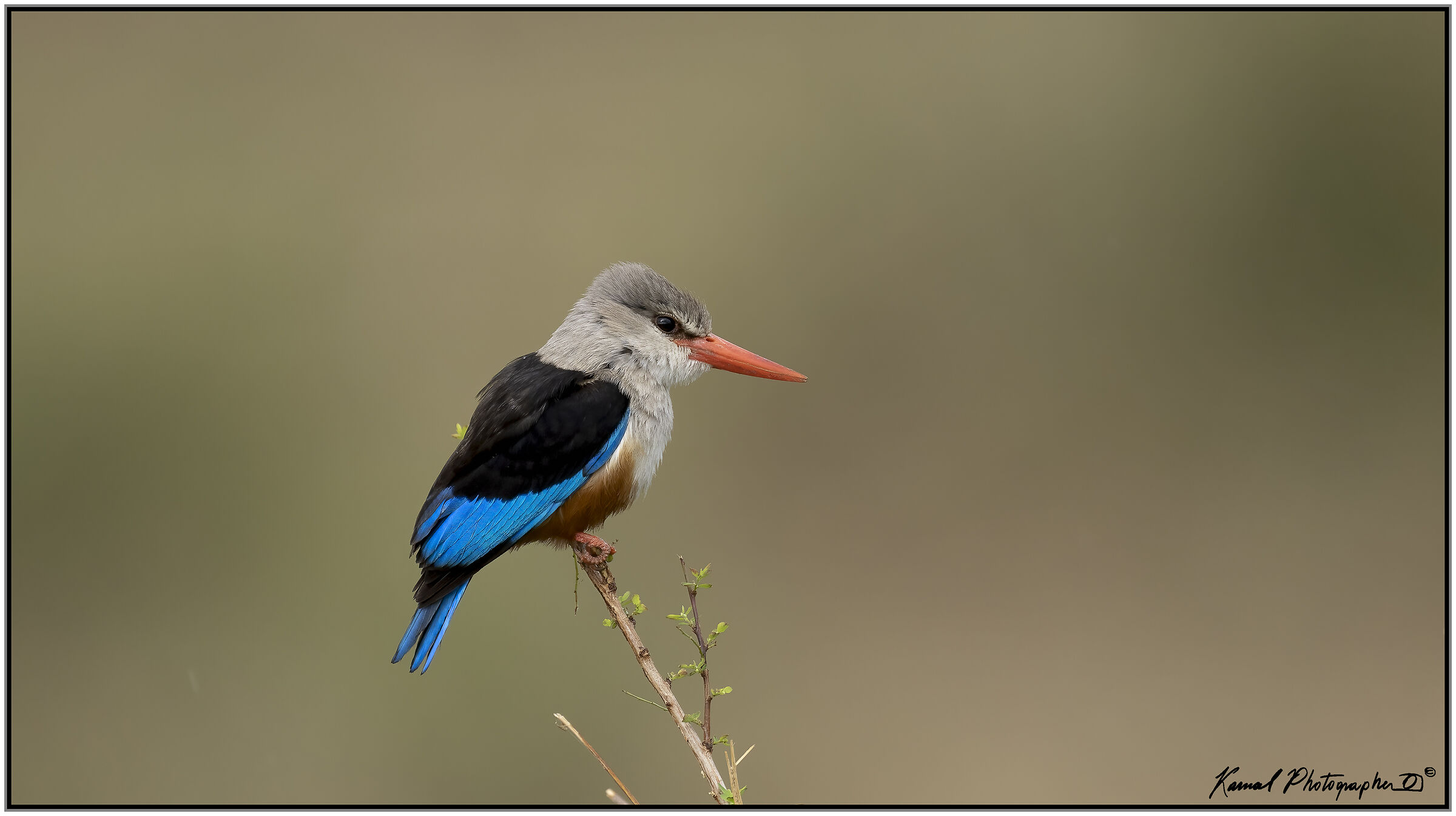Kingfisher Grey Head