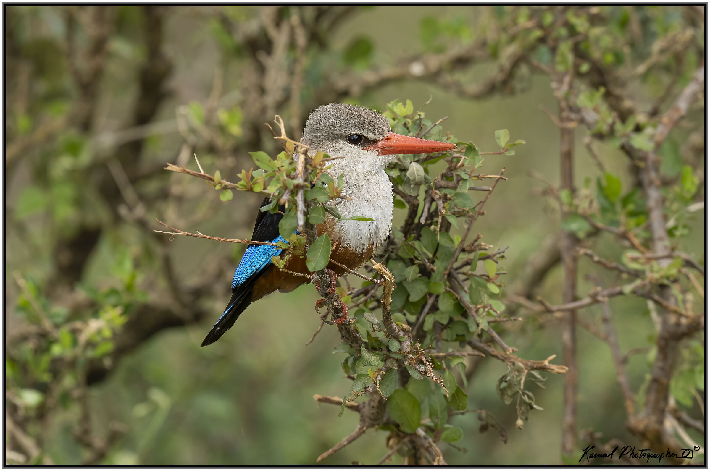 Kingfisher Grey Head