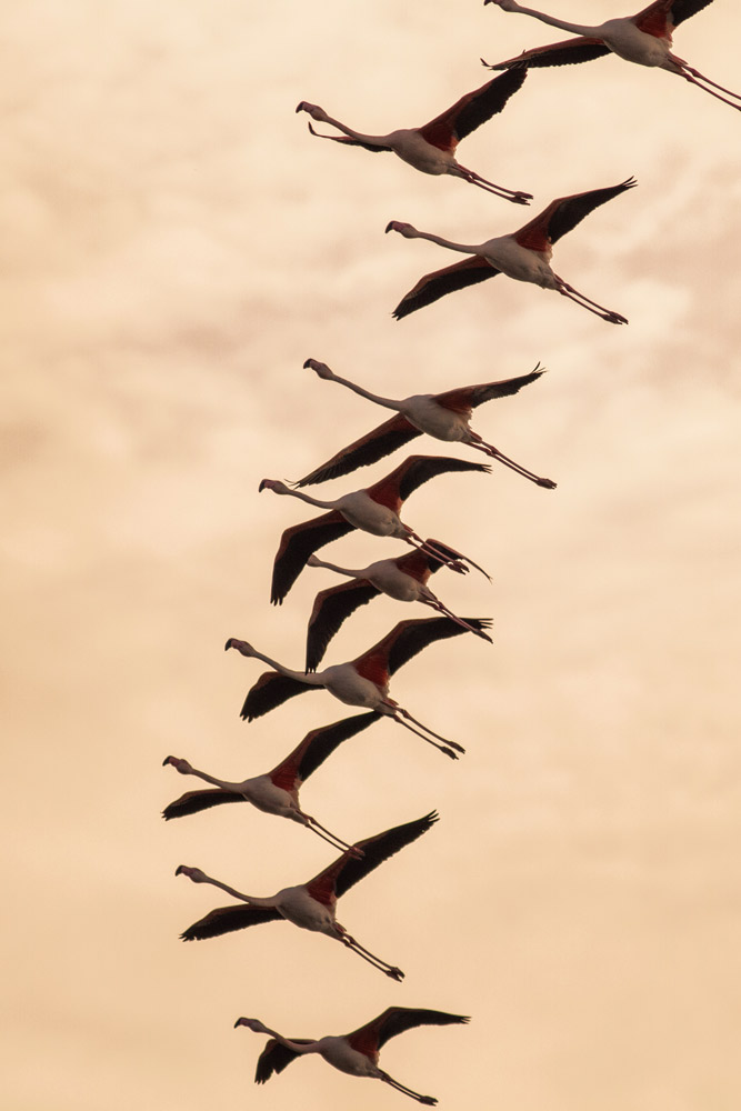 Fenicotteri al tramonto