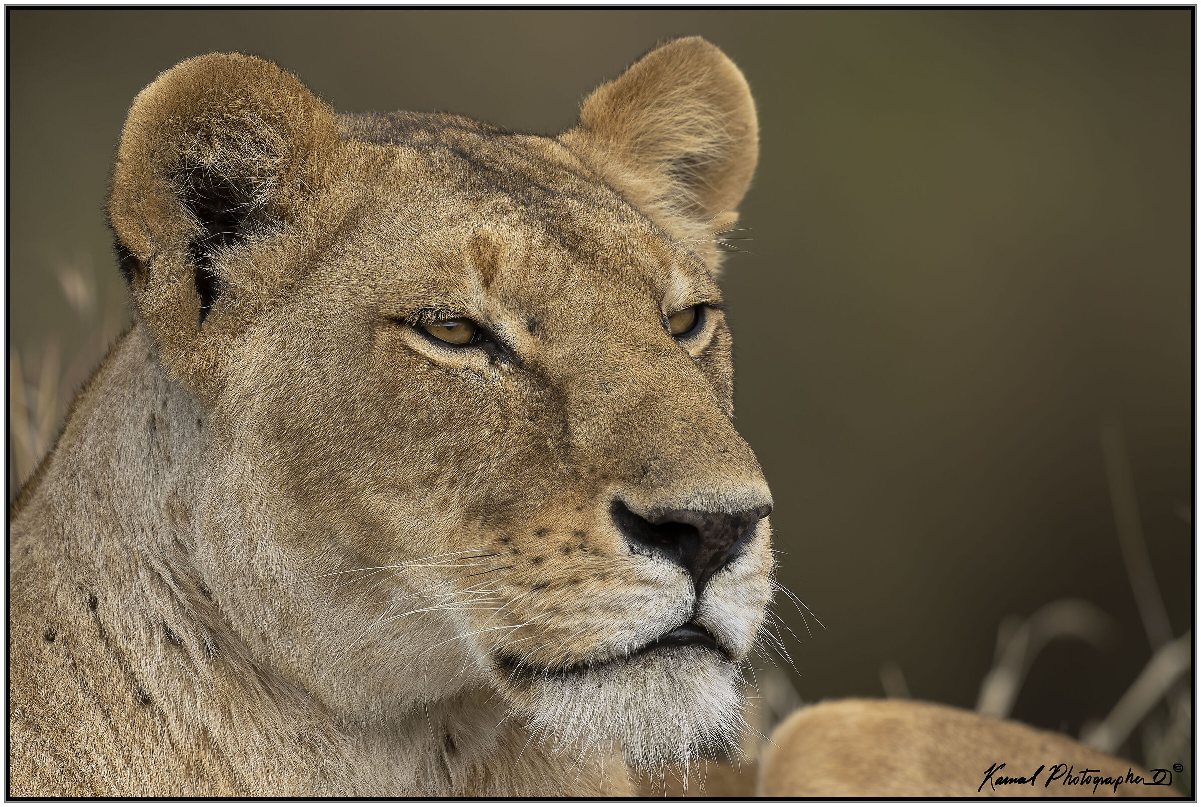 (Panthera leo)