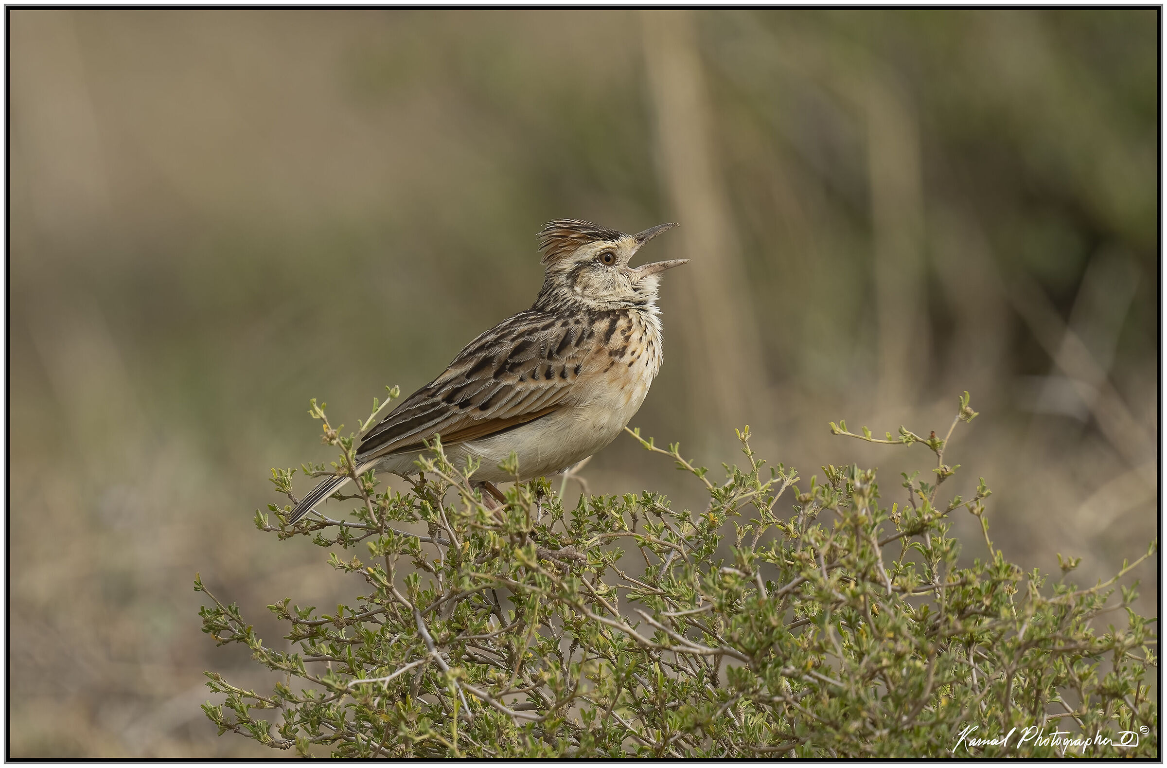 Rufous-naped greenlet