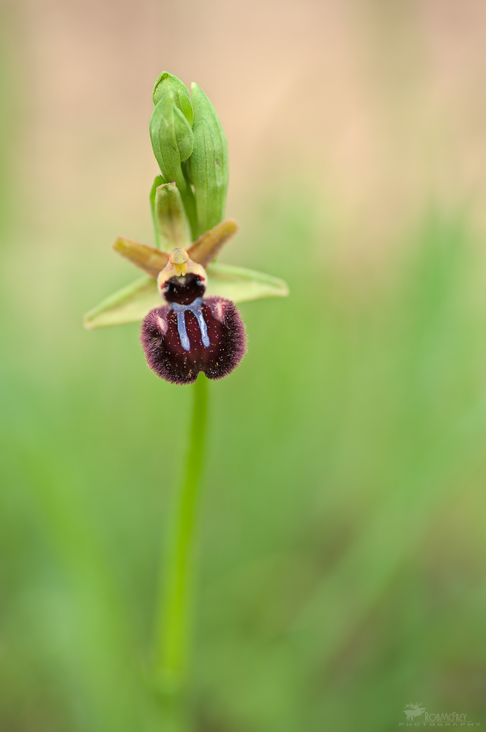 Ophrys incubacea