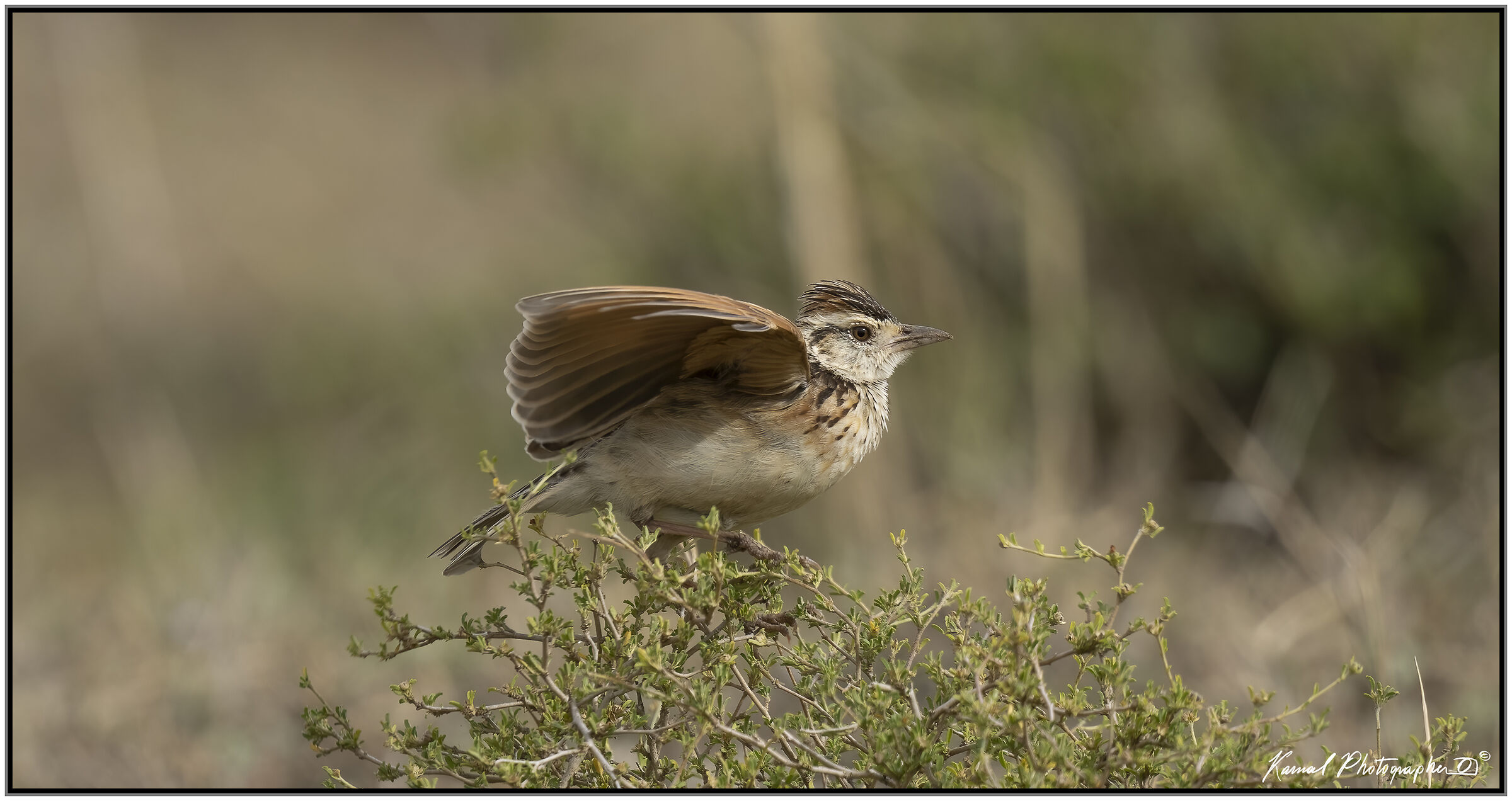Rufous-naped greenlet