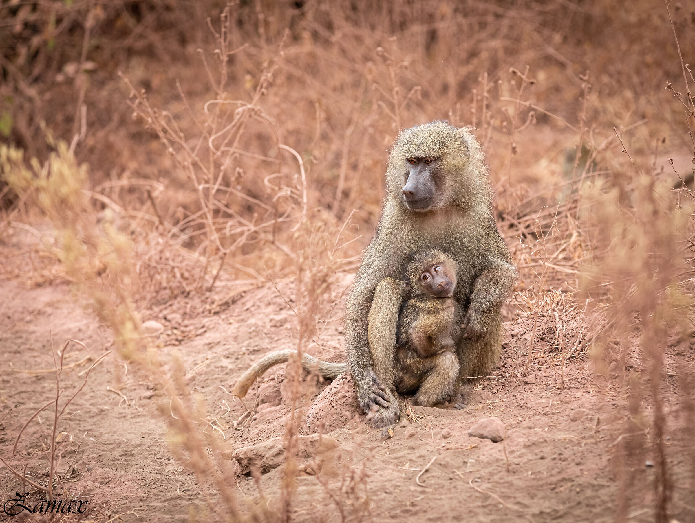 Babbuino con Piccolo