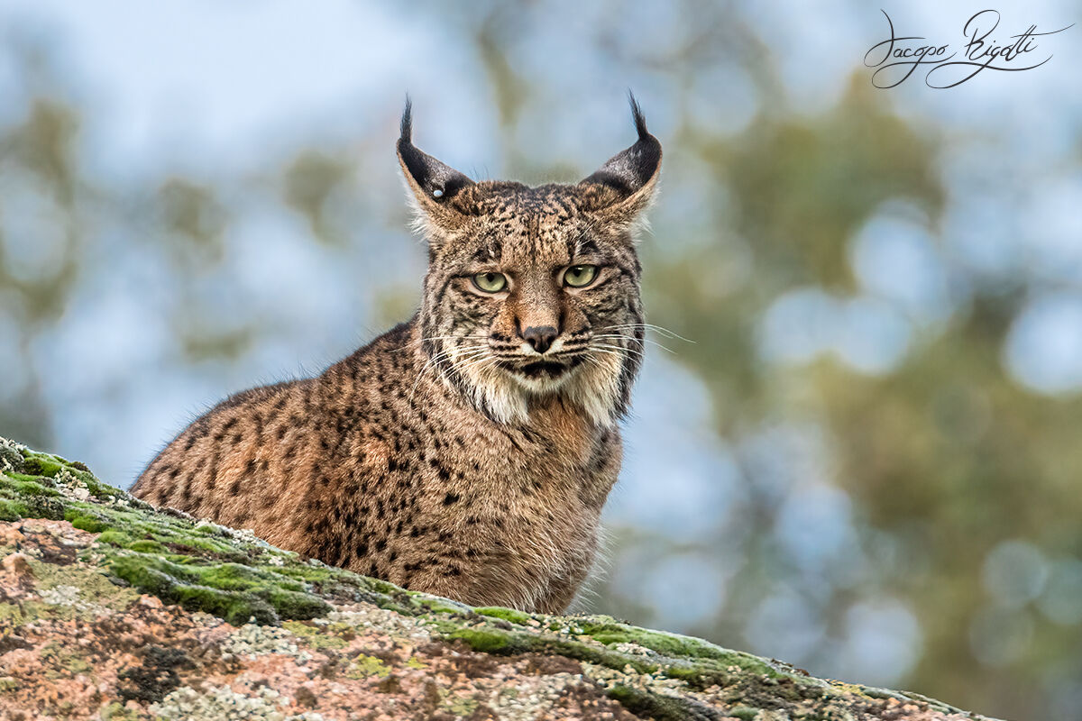 Lince iberica