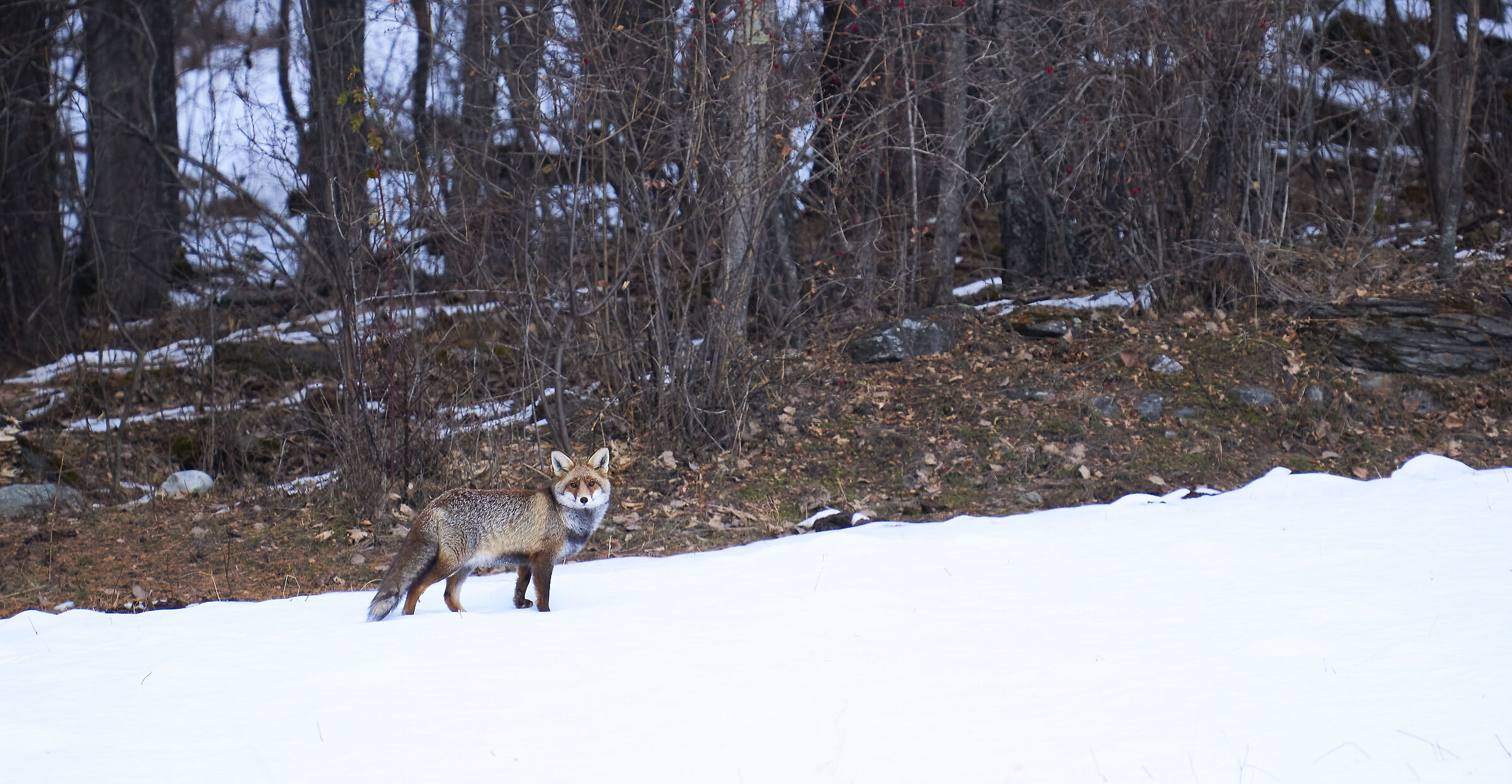 Red fox