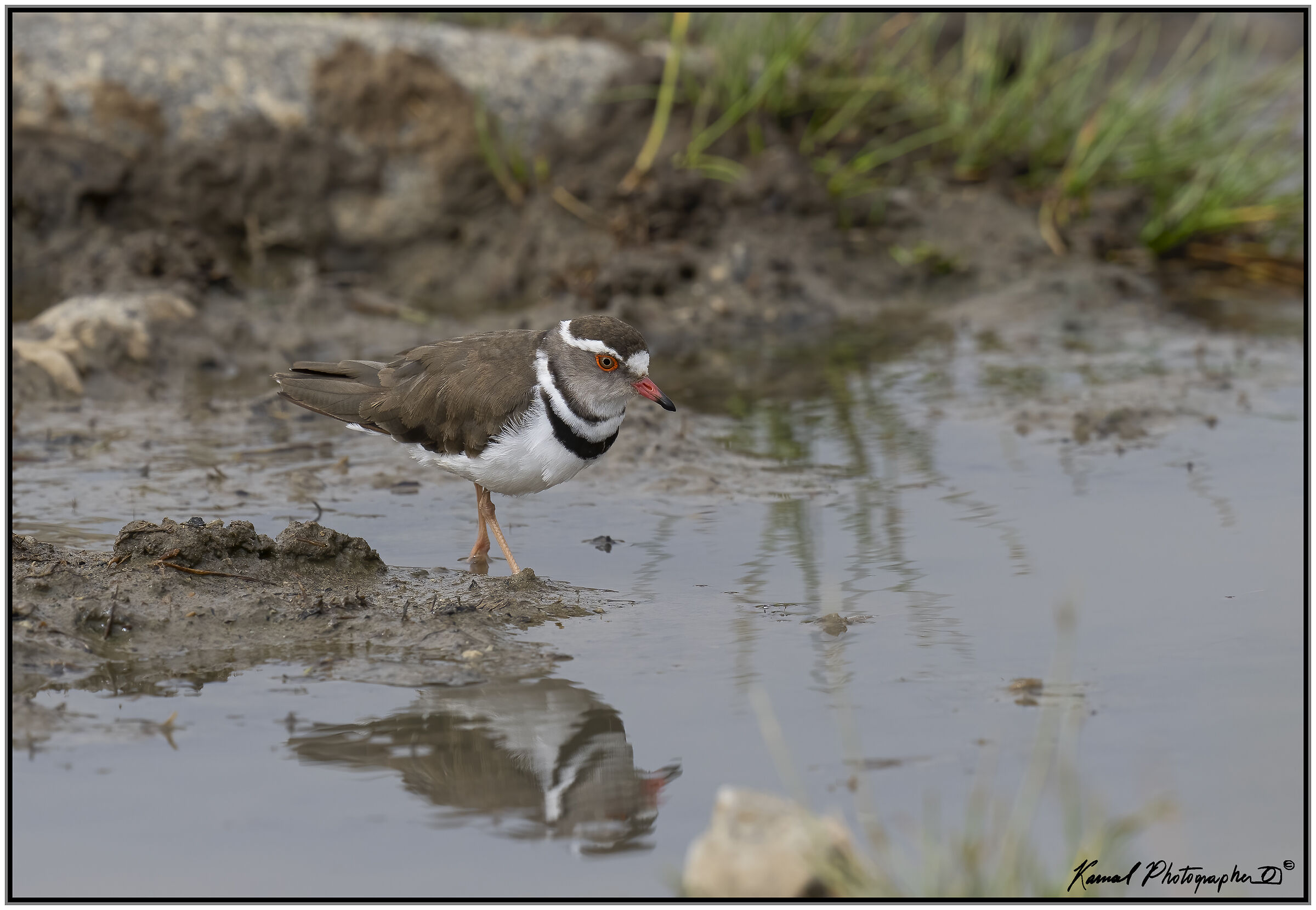 Charadrius tricollaris