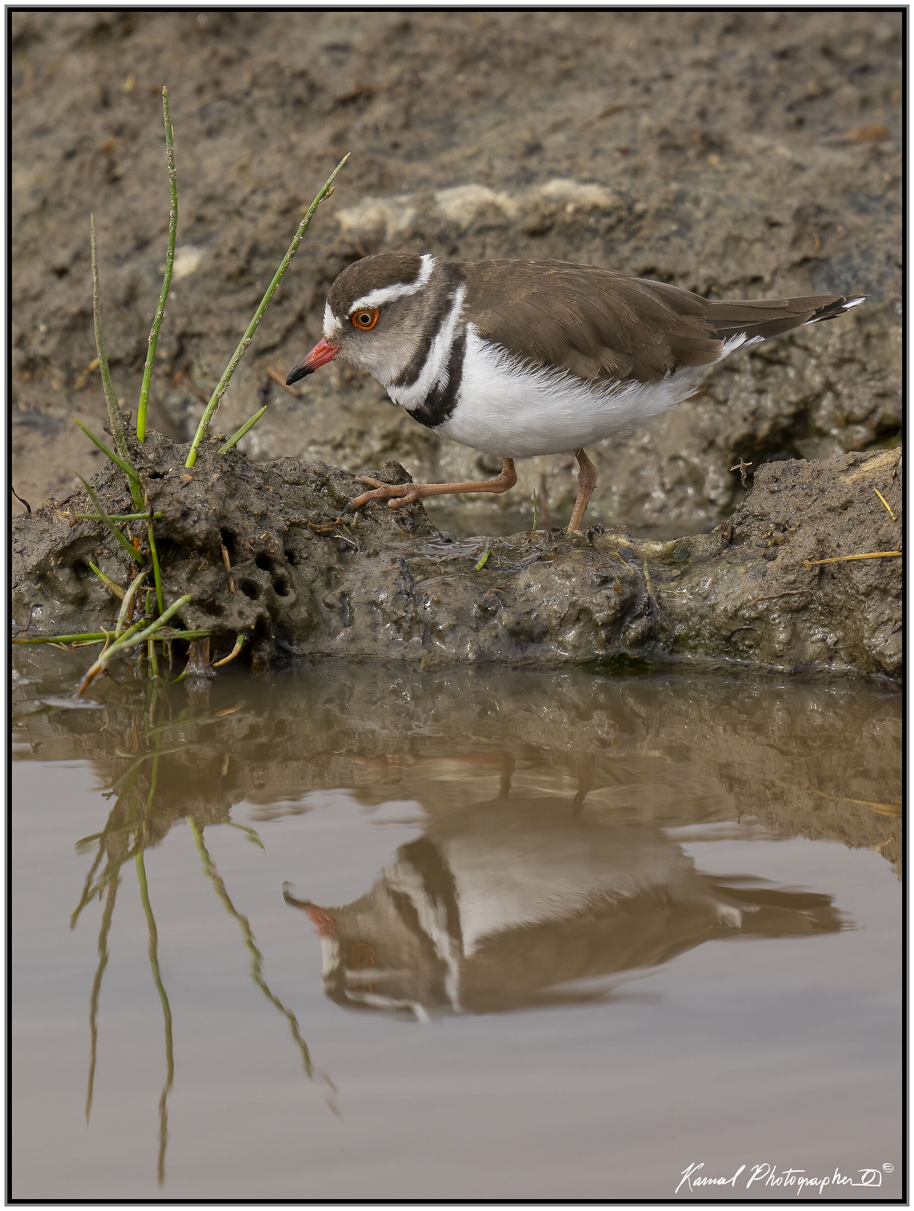 Charadrius tricollaris