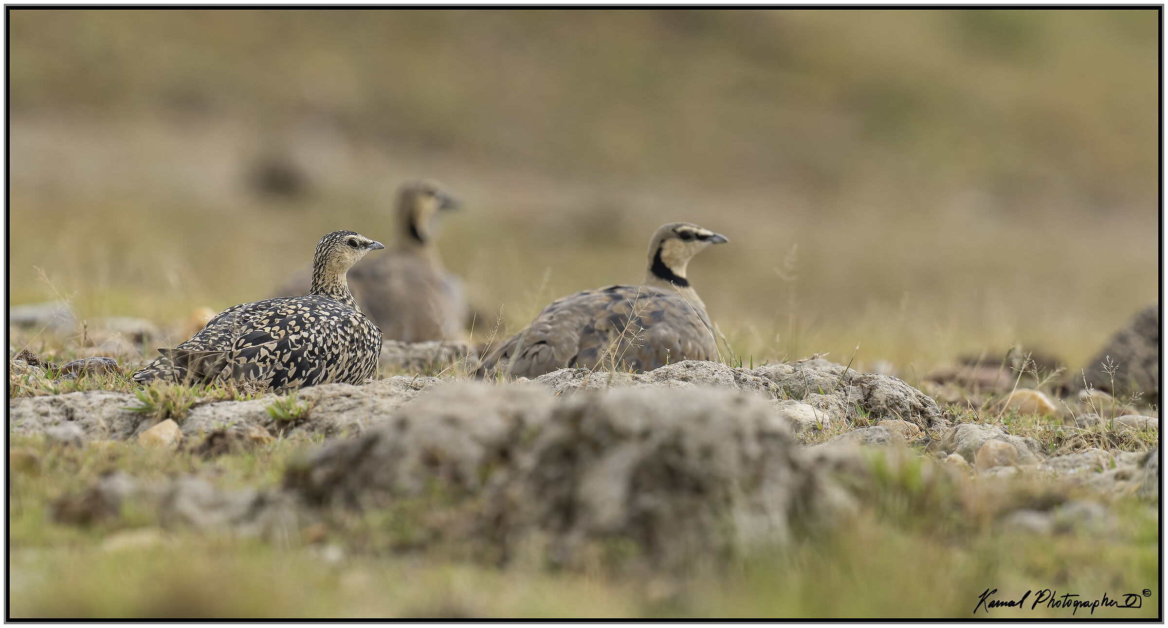 Pterocles orientalis