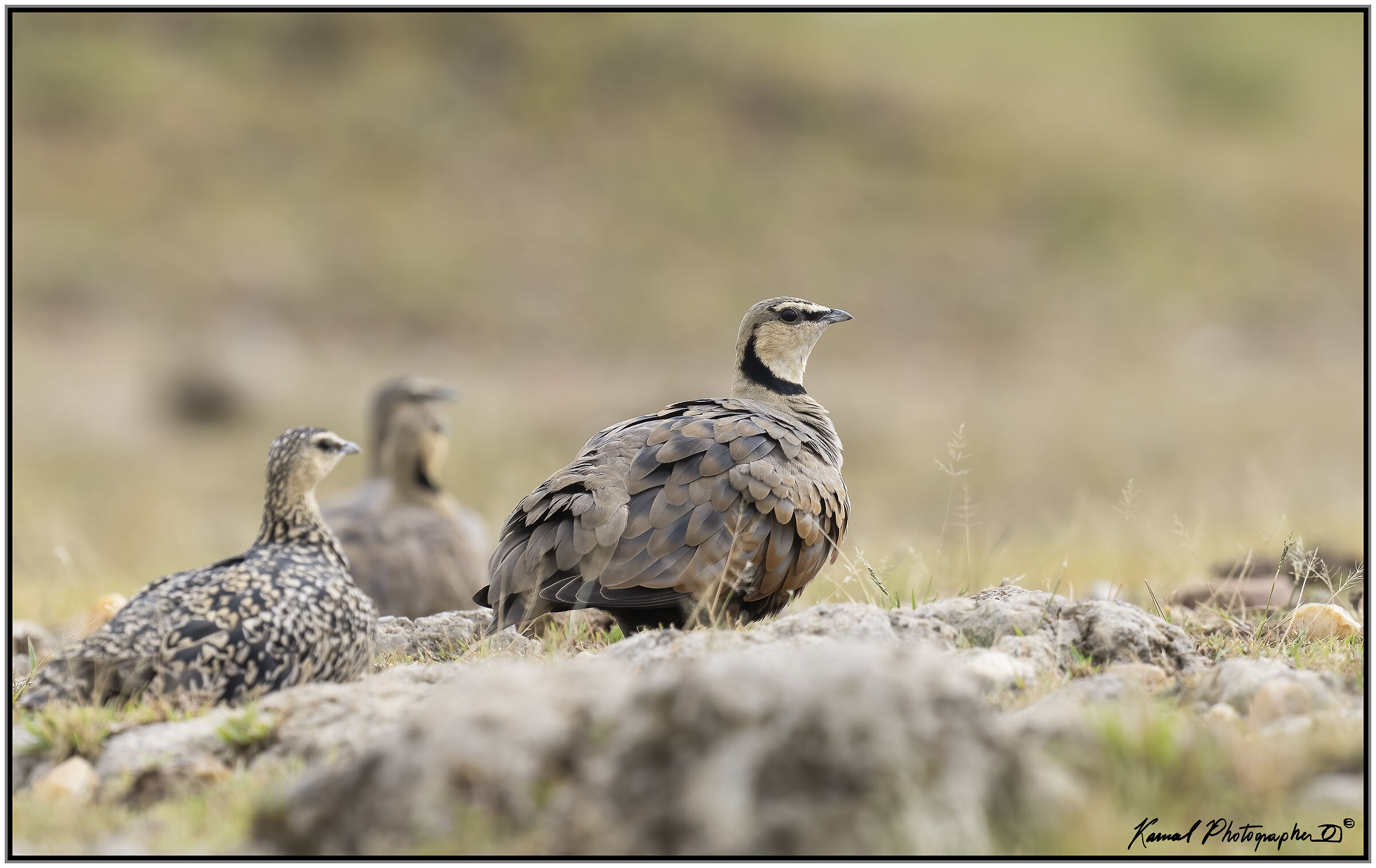 Pterocles gutturalis