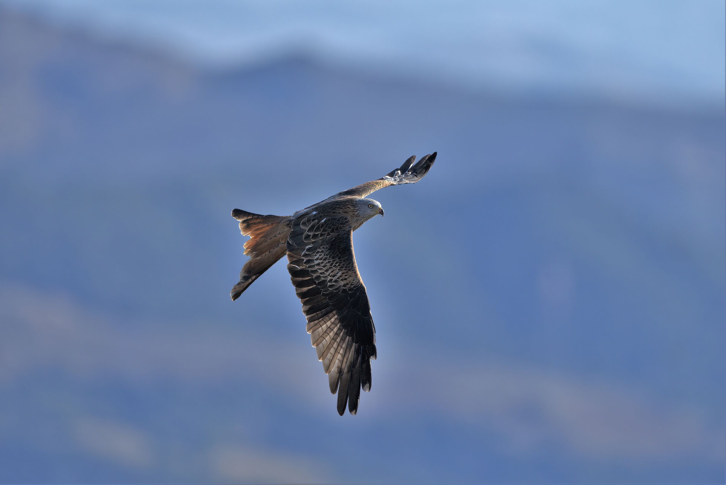 red kite