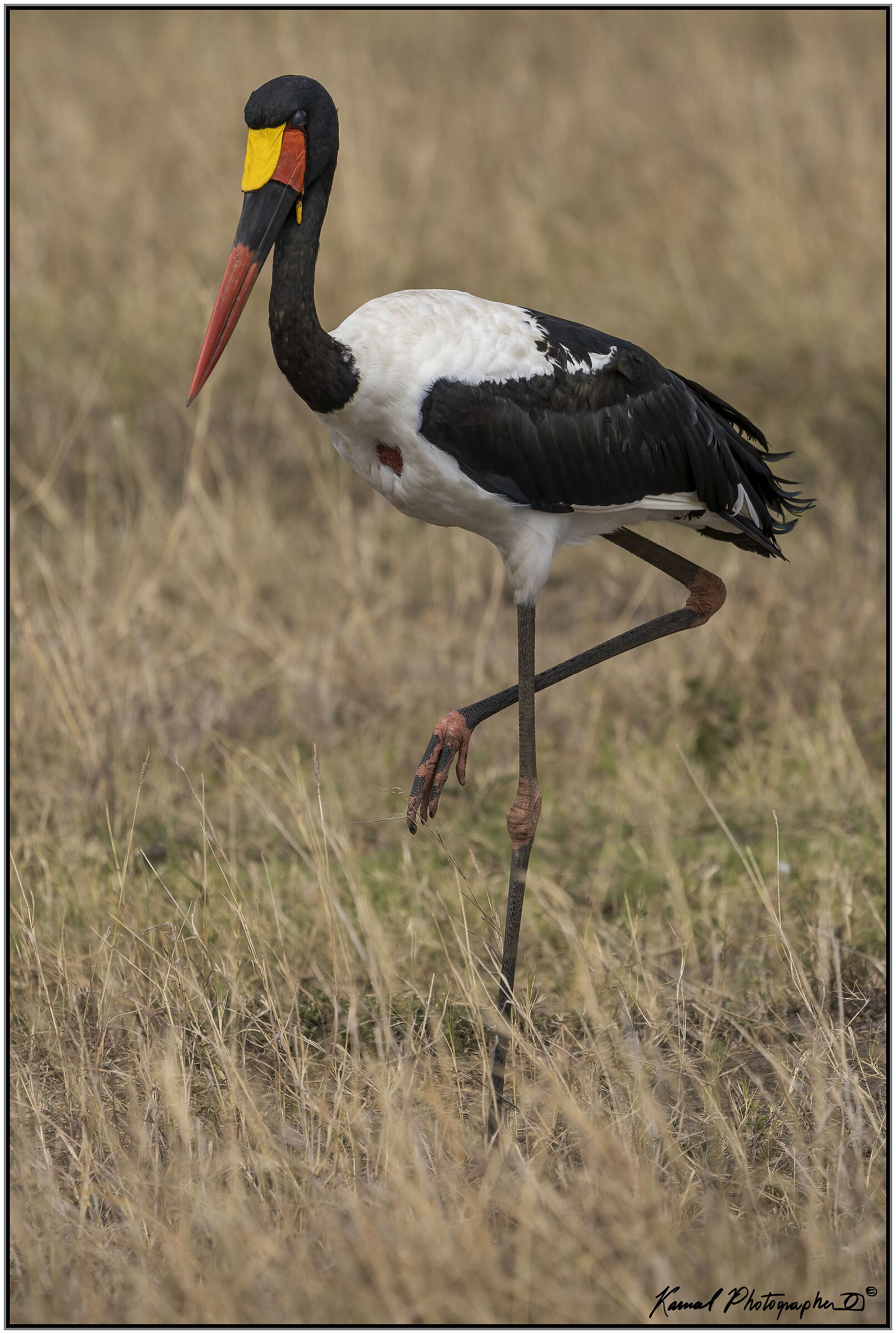 Ephippiorhynchus senegalensis