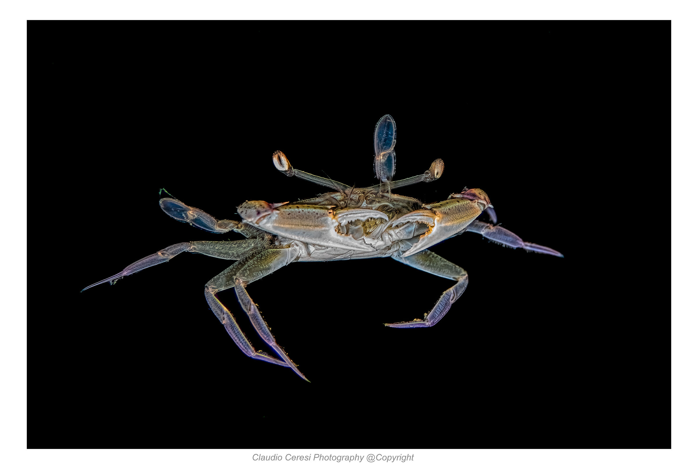 Blackwater crab