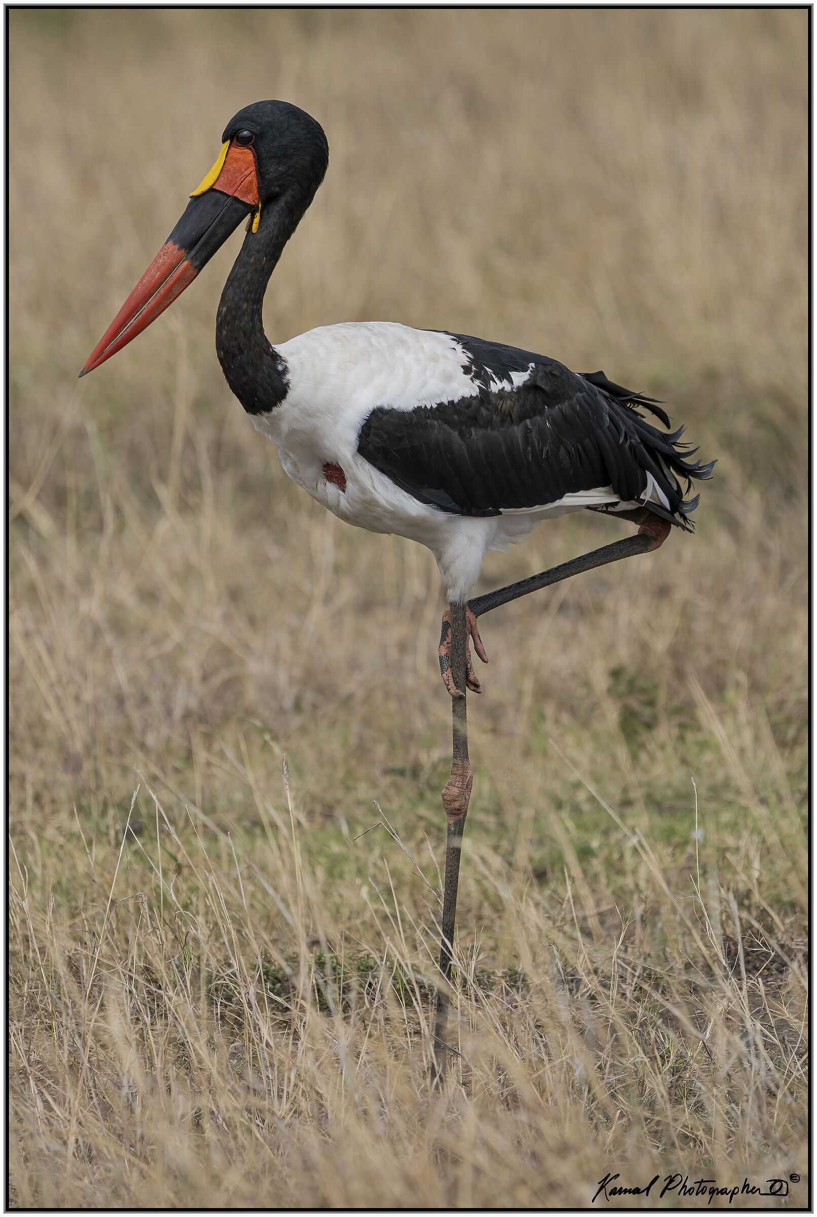 Ephippiorhynchus senegalensis